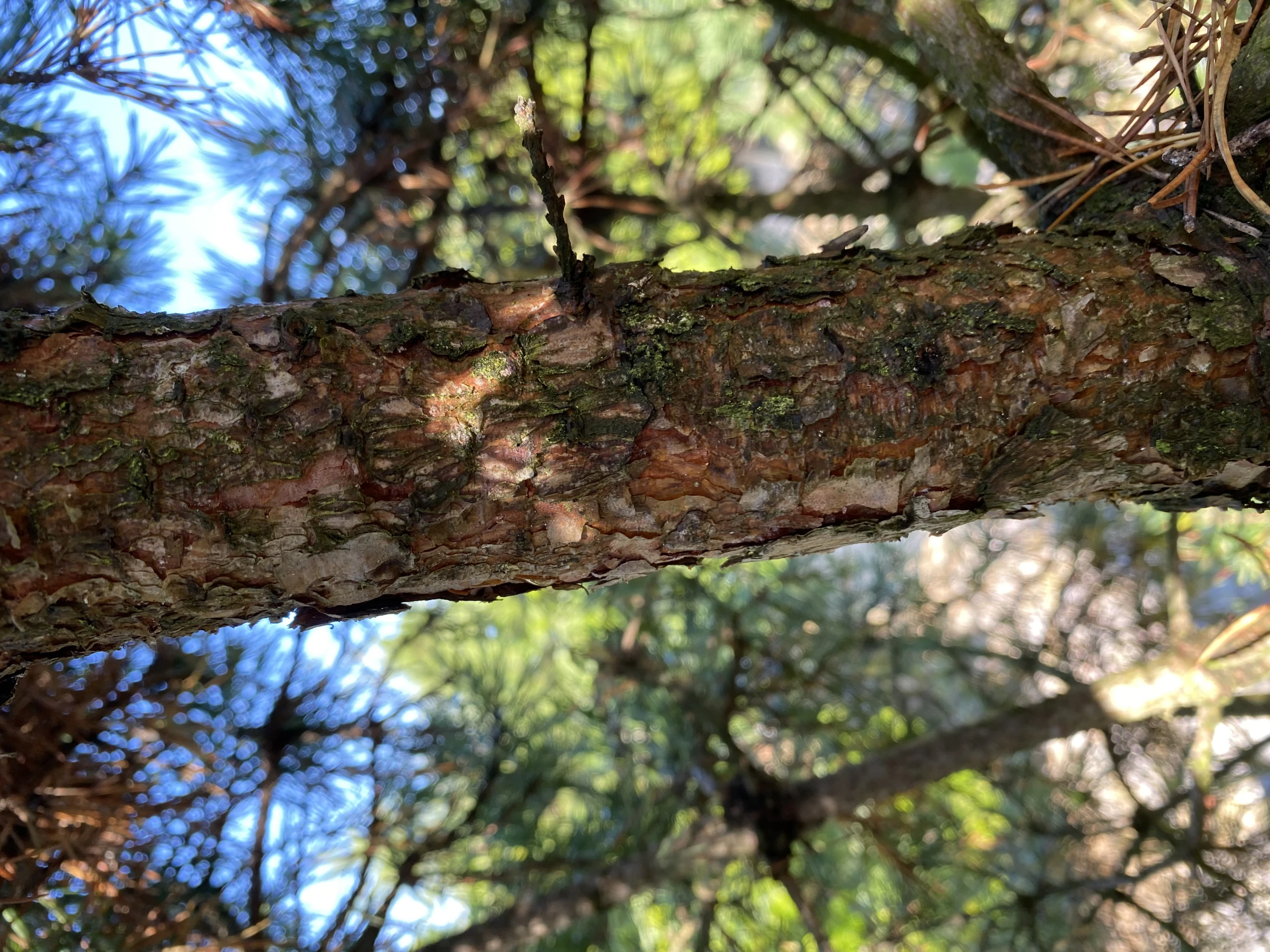 Pinus sylvestris 'Globosa Viridis' (Sosna pospolita 'Globosa Viridis')