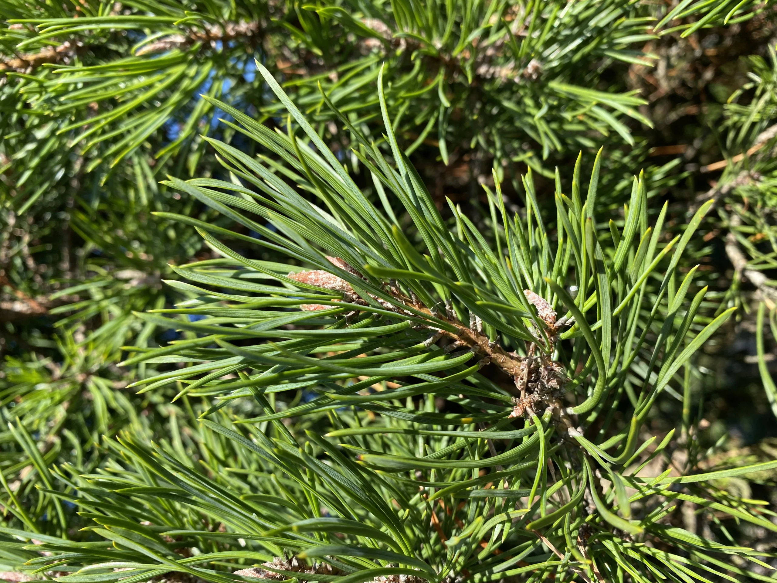Pinus sylvestris 'Globosa Viridis' (Sosna pospolita 'Globosa Viridis')