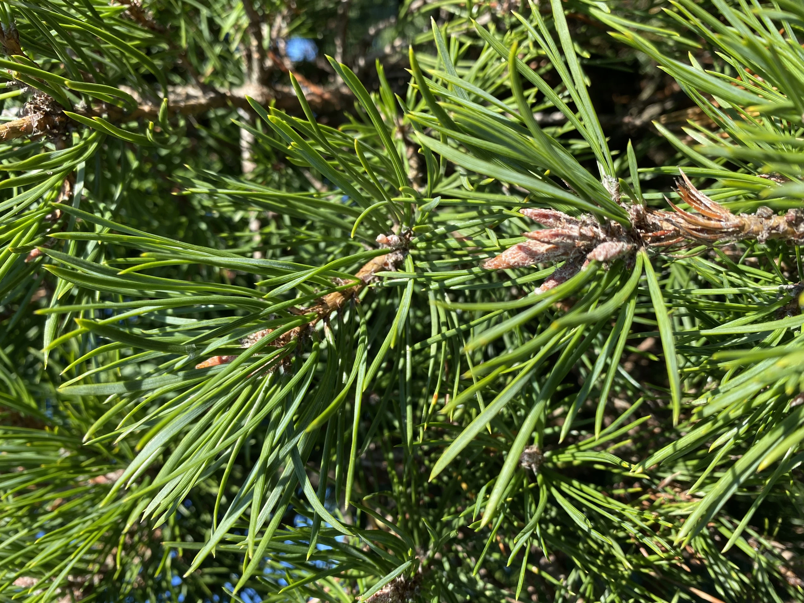 Pinus sylvestris 'Globosa Viridis' (Sosna pospolita 'Globosa Viridis')