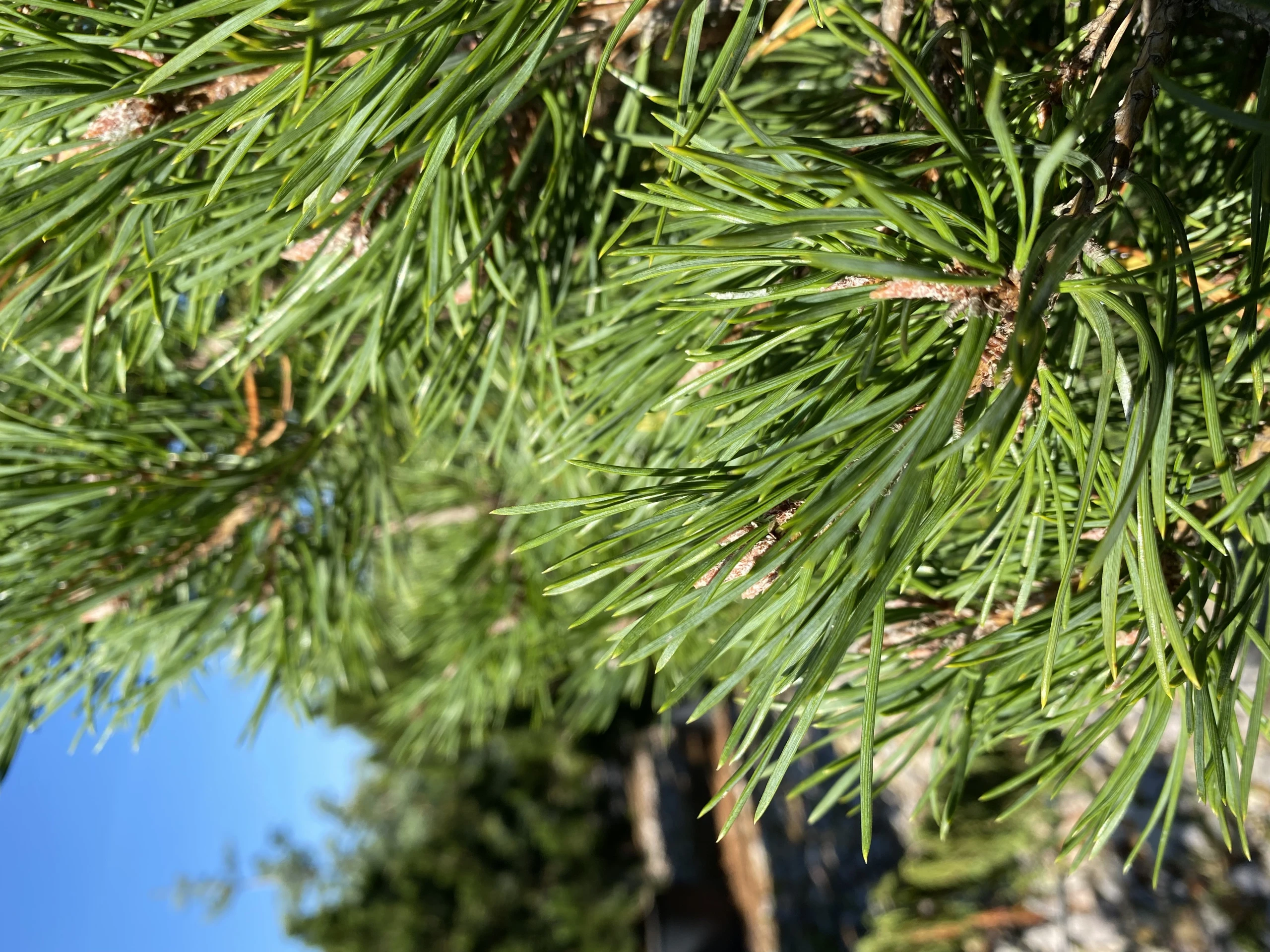 Pinus sylvestris 'Globosa Viridis' (Sosna pospolita 'Globosa Viridis')
