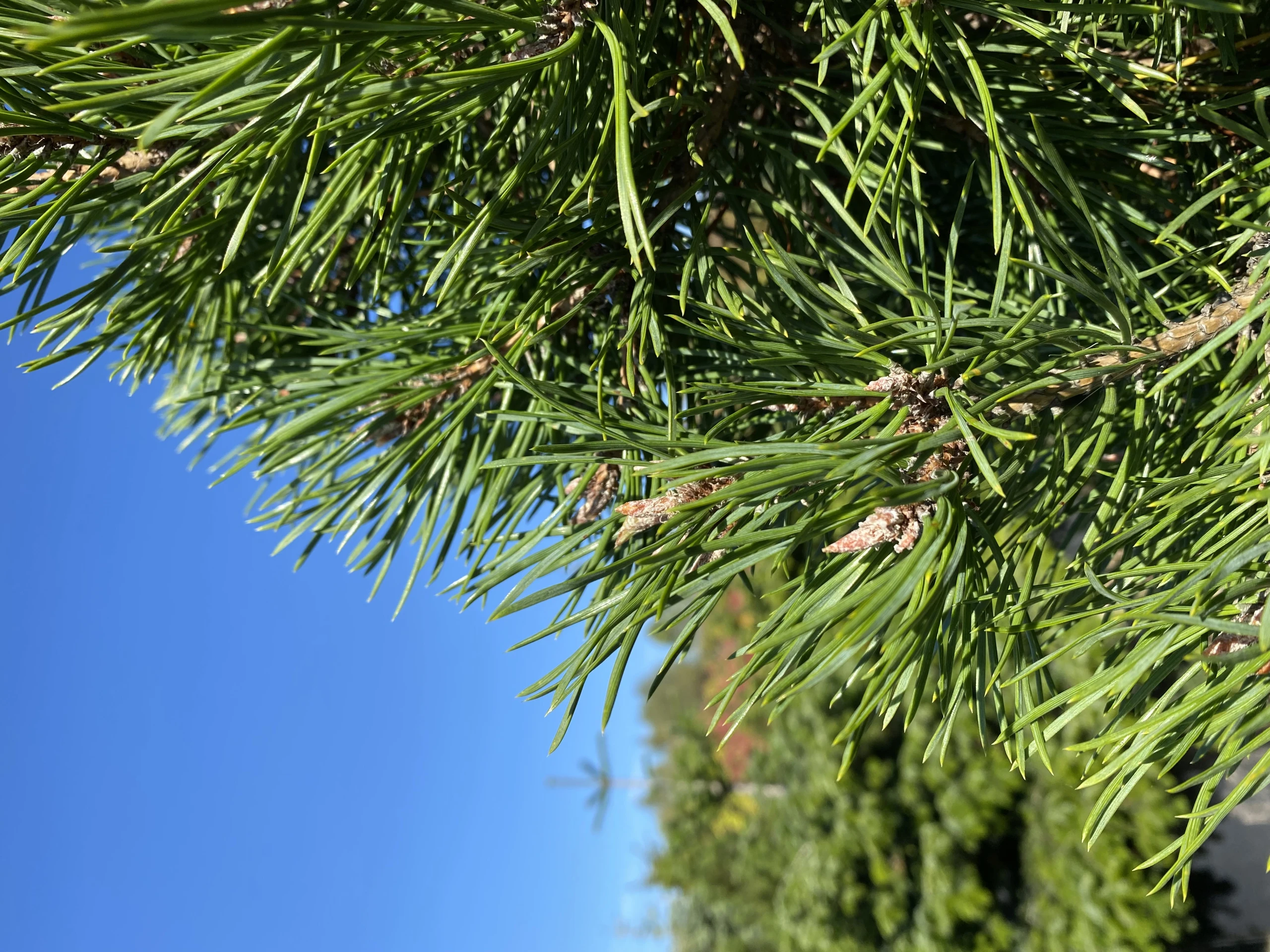 Pinus sylvestris 'Globosa Viridis' (Sosna pospolita 'Globosa Viridis')