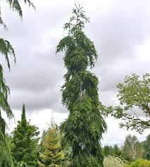 Abies alba 'Pendula' (Jodła pospolita 'Pendula')