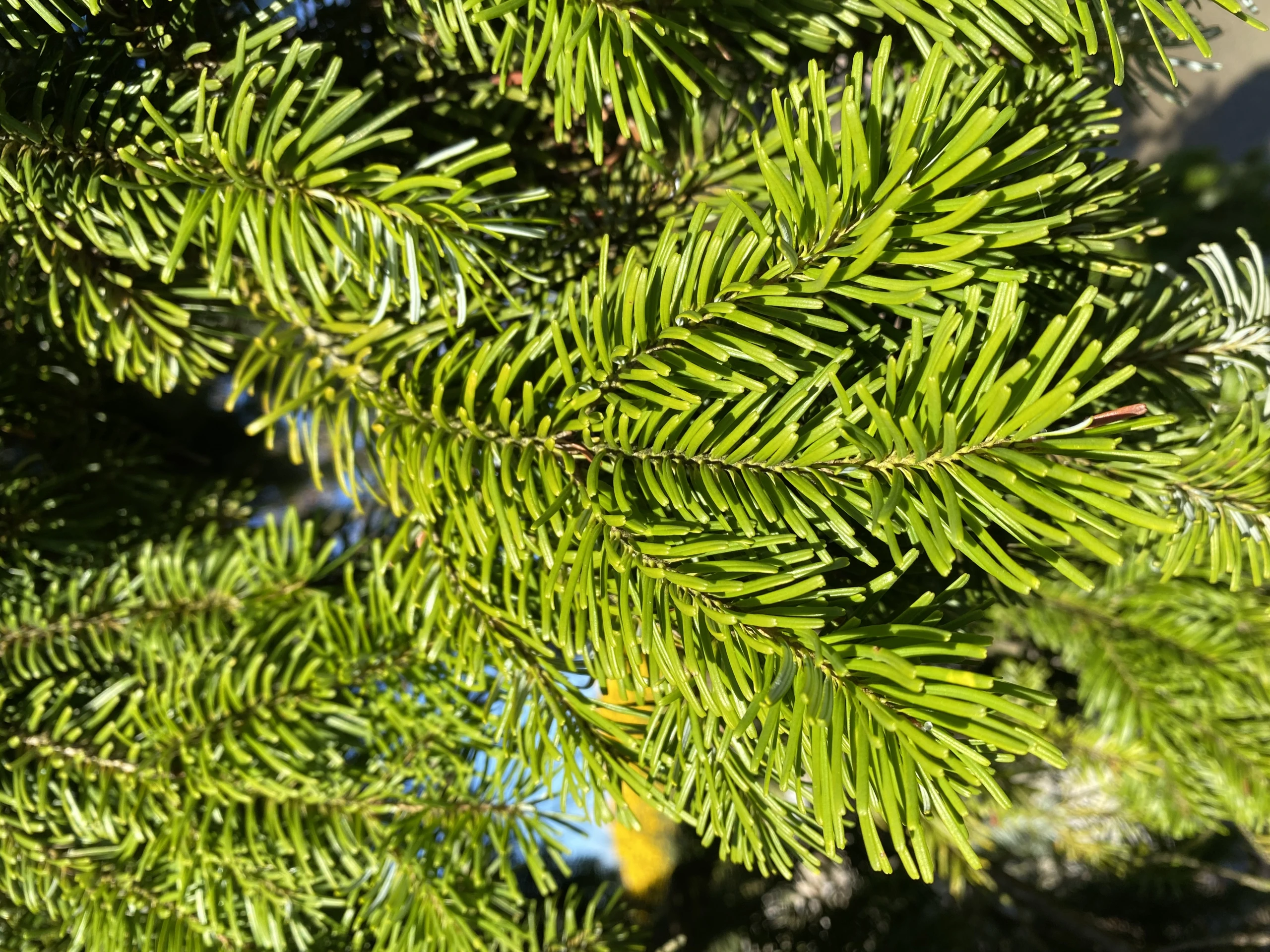 Abies alba 'Pendula' (Jodła pospolita 'Pendula')