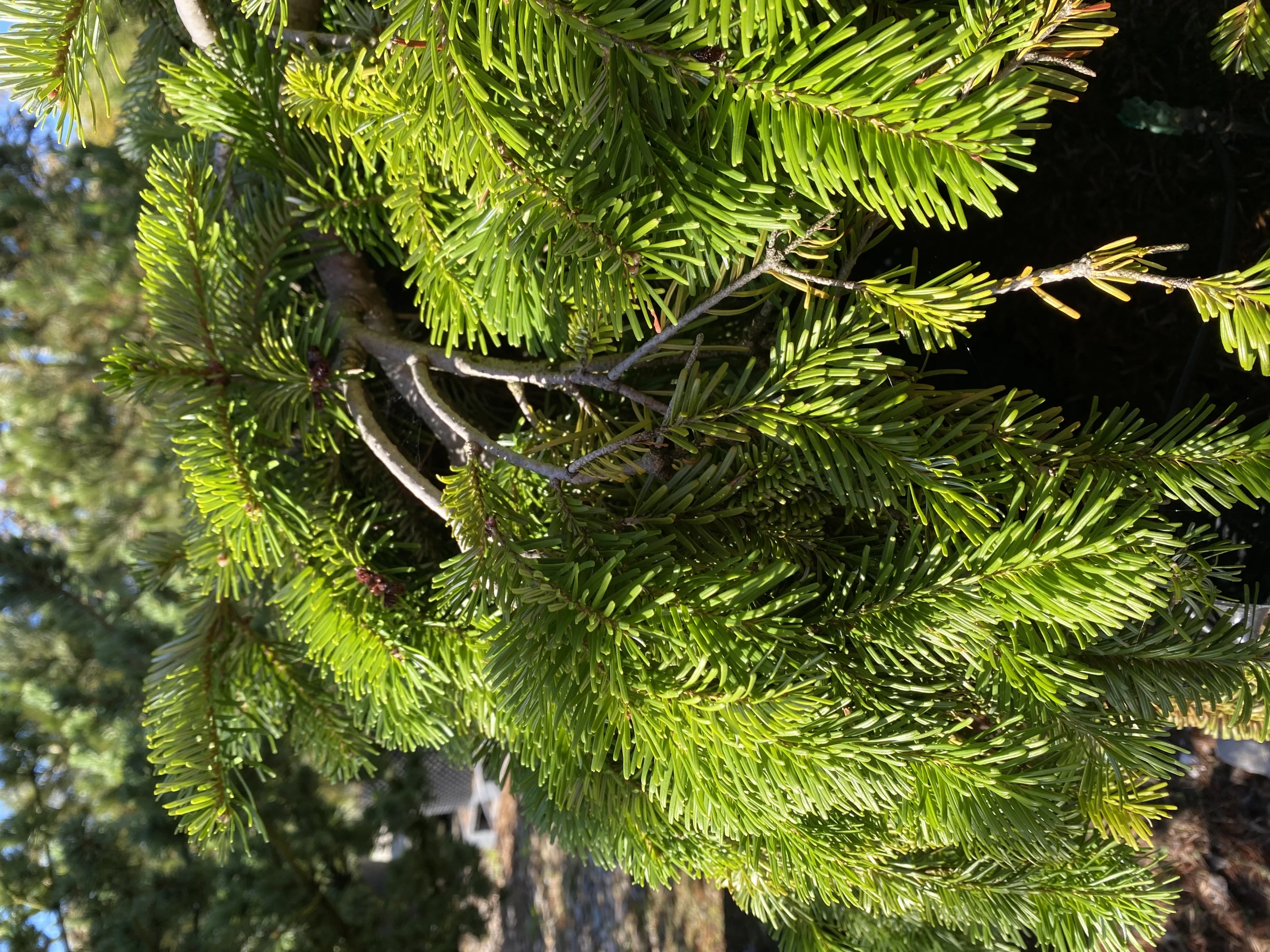 Abies alba 'Pendula' (Jodła pospolita 'Pendula')