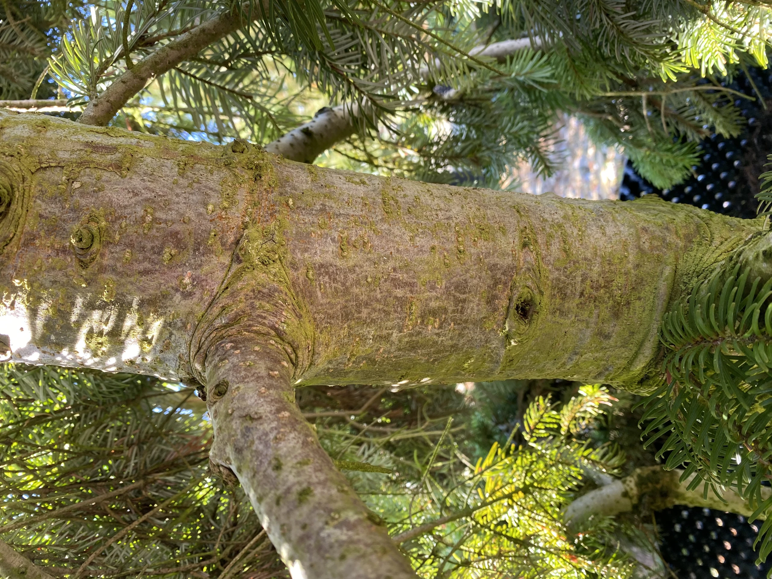 Abies alba 'Pendula' (Jodła pospolita 'Pendula')