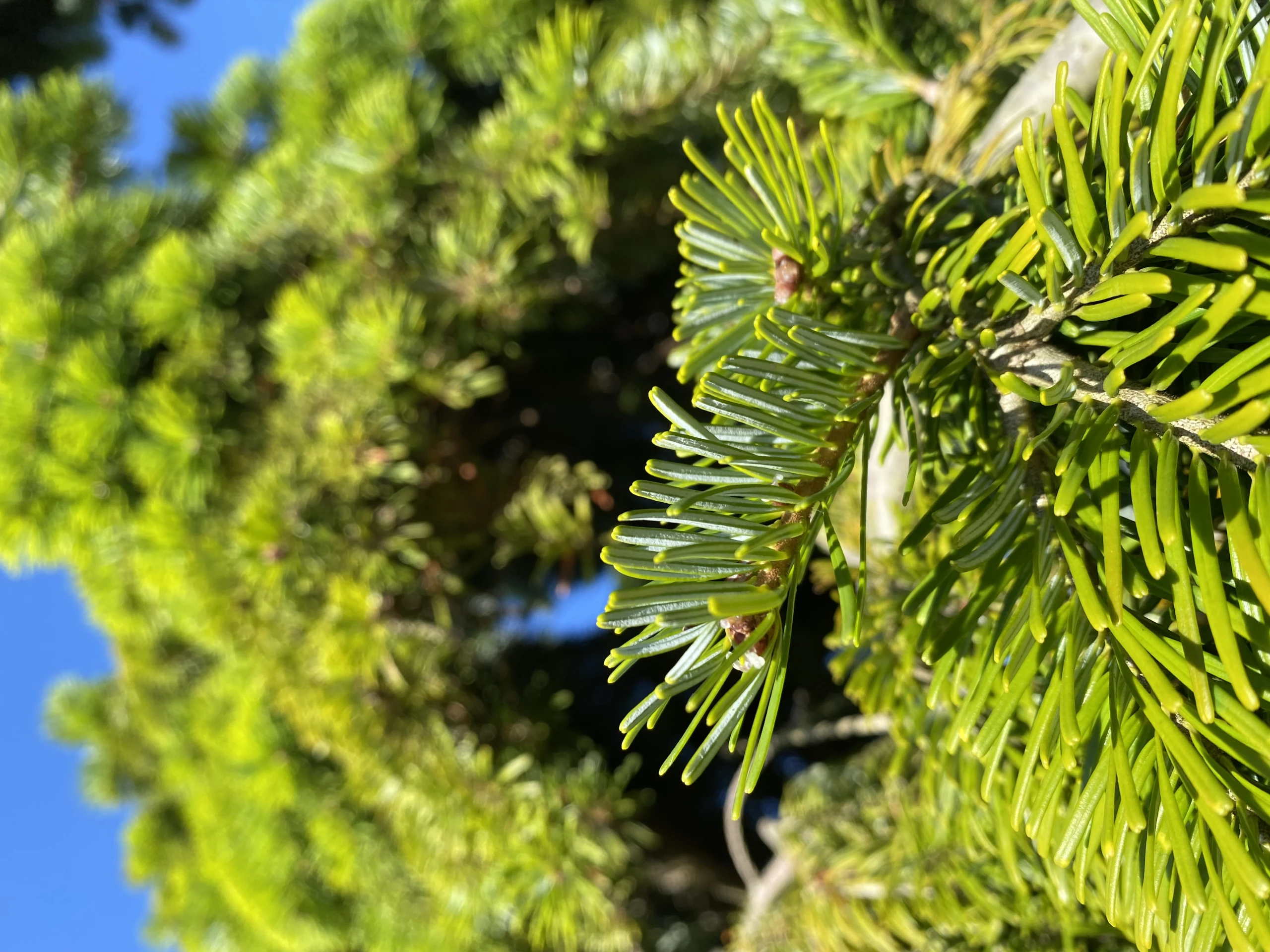 Abies alba 'Pendula' (Jodła pospolita 'Pendula')