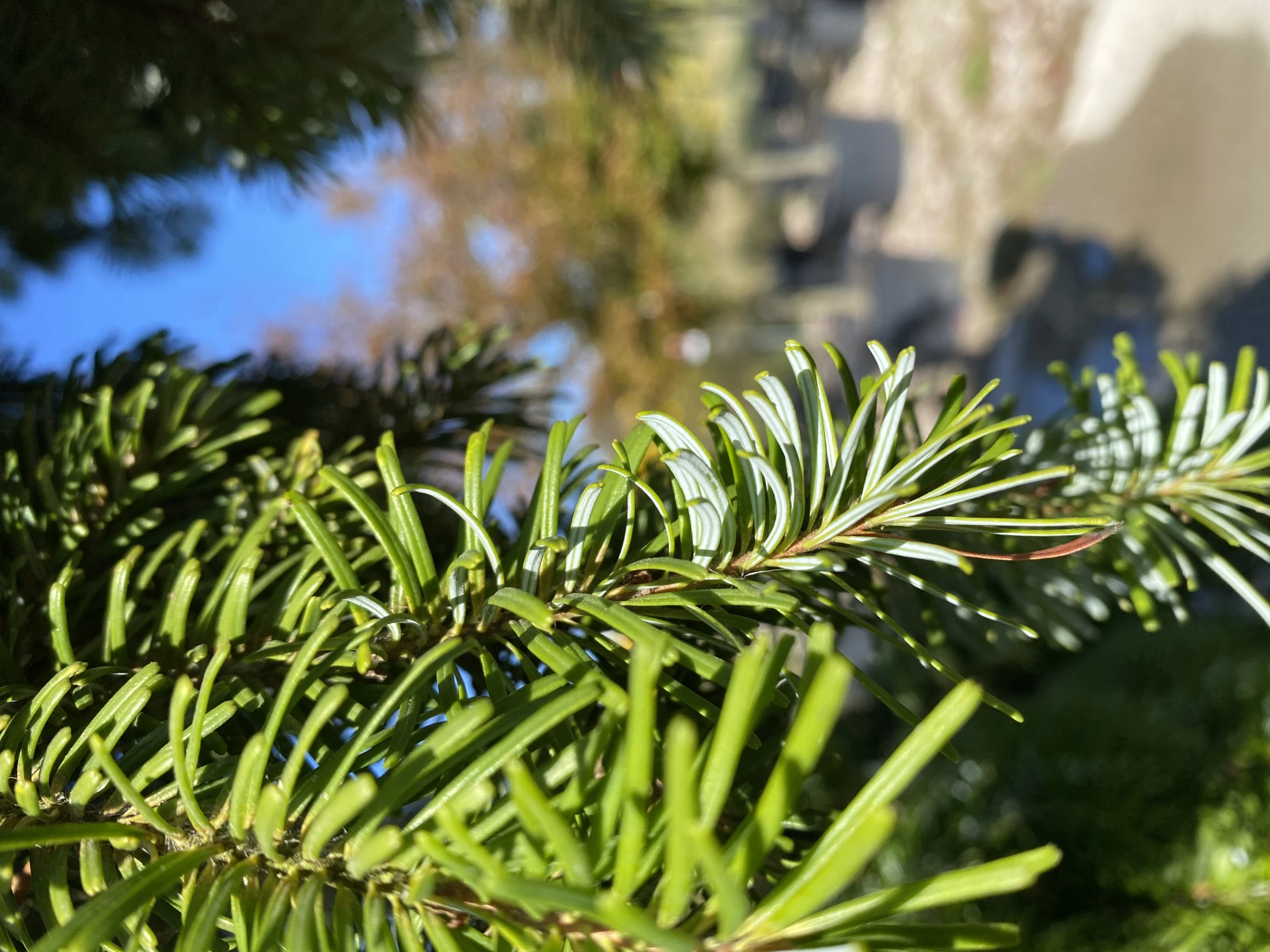 Abies alba 'Pendula' (Jodła pospolita 'Pendula')