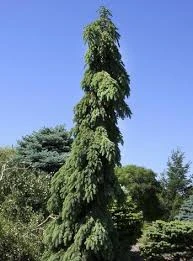 Abies alba 'Pendula' (Jodła pospolita 'Pendula')