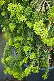 Abies alba 'Pendula' (Jodła pospolita 'Pendula')
