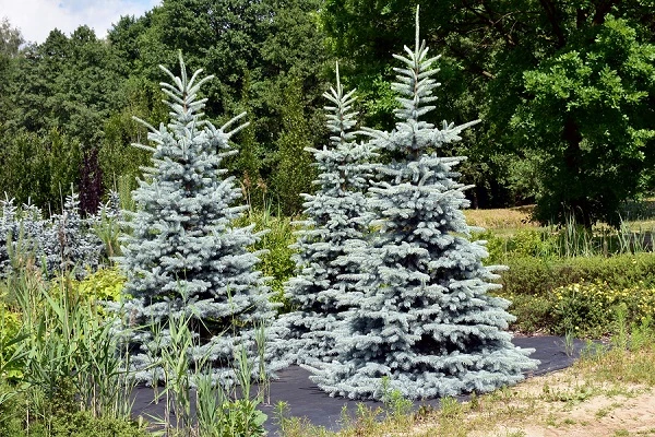 Picea pungens 'Oldenburg' (Świerk kłujący 'Oldenburg')