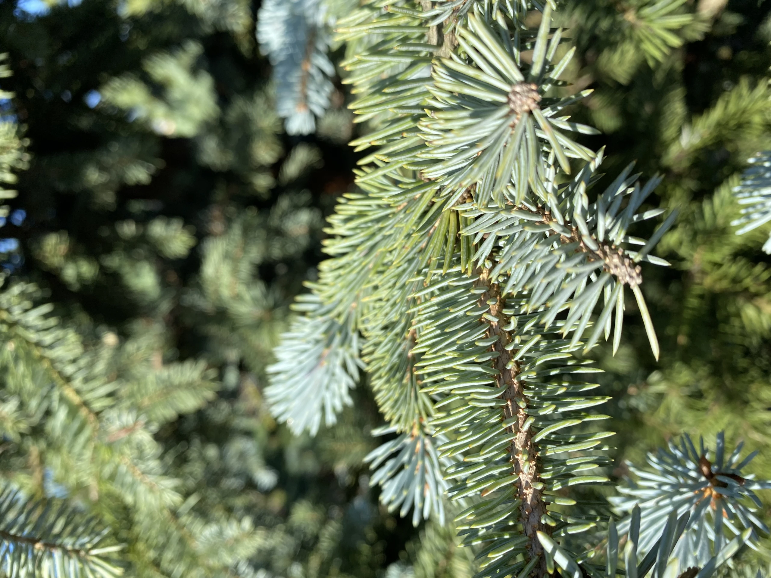 Picea pungens 'Oldenburg' (Świerk kłujący 'Oldenburg')