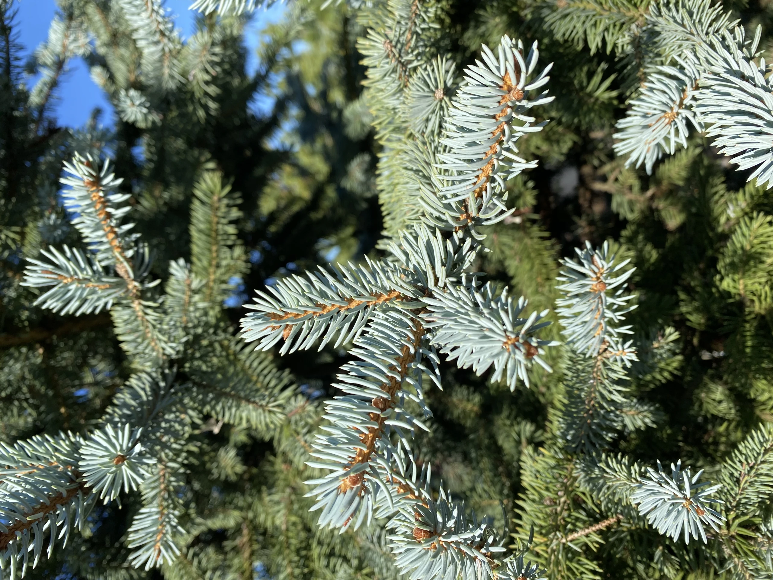Picea pungens 'Oldenburg' (Świerk kłujący 'Oldenburg')