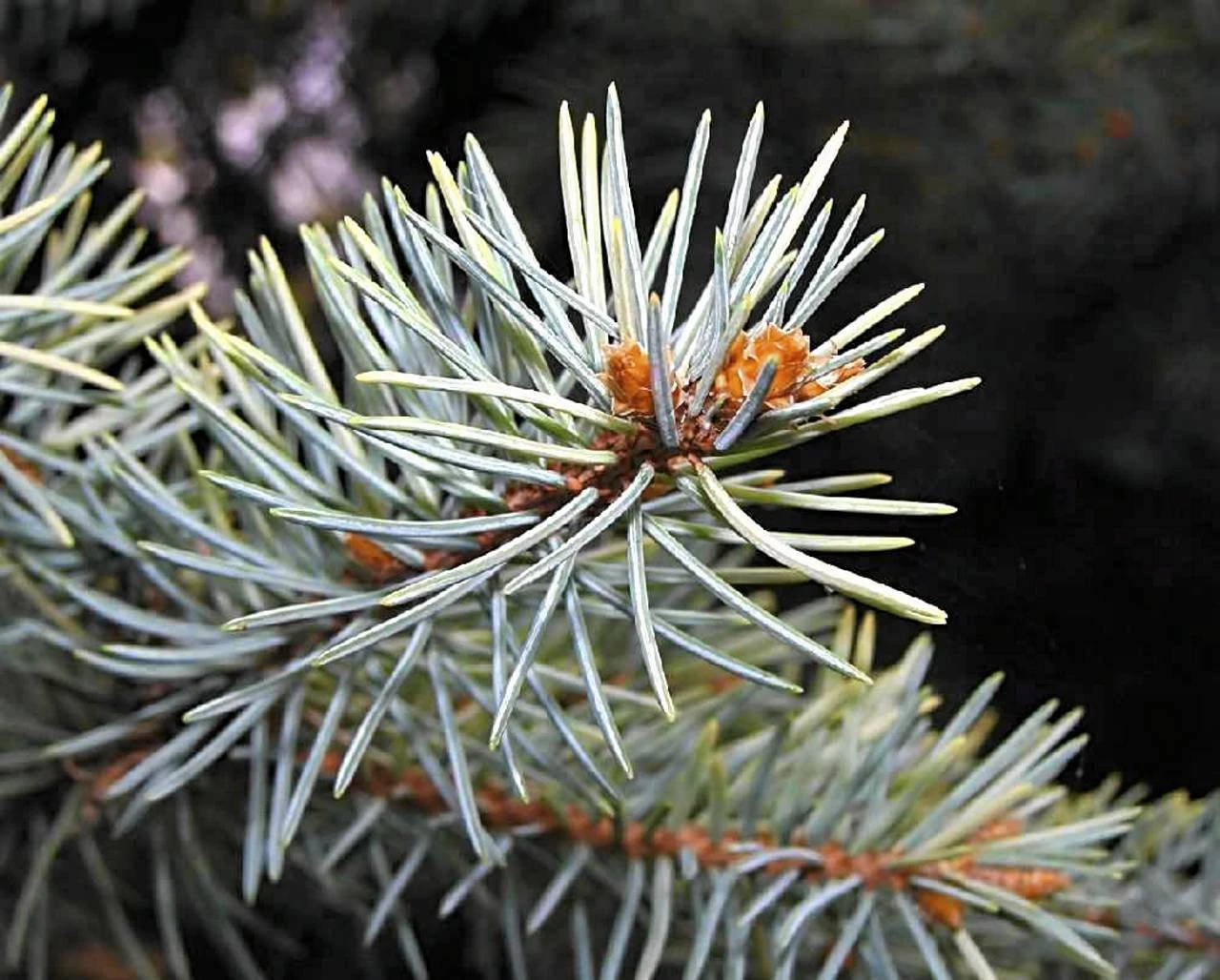 Picea pungens 'Oldenburg' (Świerk kłujący 'Oldenburg')