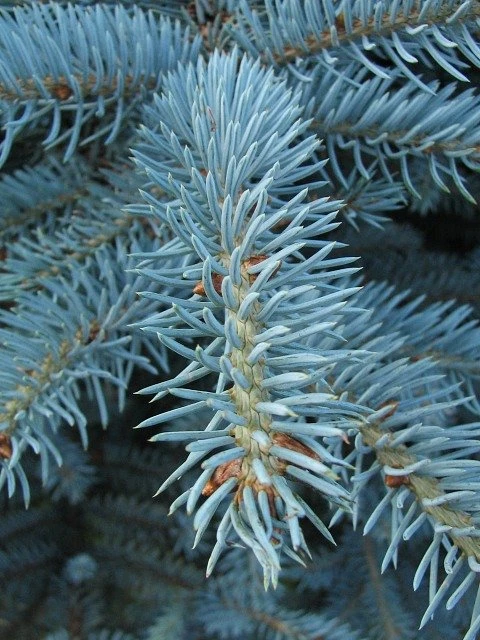 Picea pungens 'Oldenburg' (Świerk kłujący 'Oldenburg')