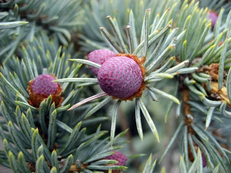Picea pungens 'Oldenburg' (Świerk kłujący 'Oldenburg')