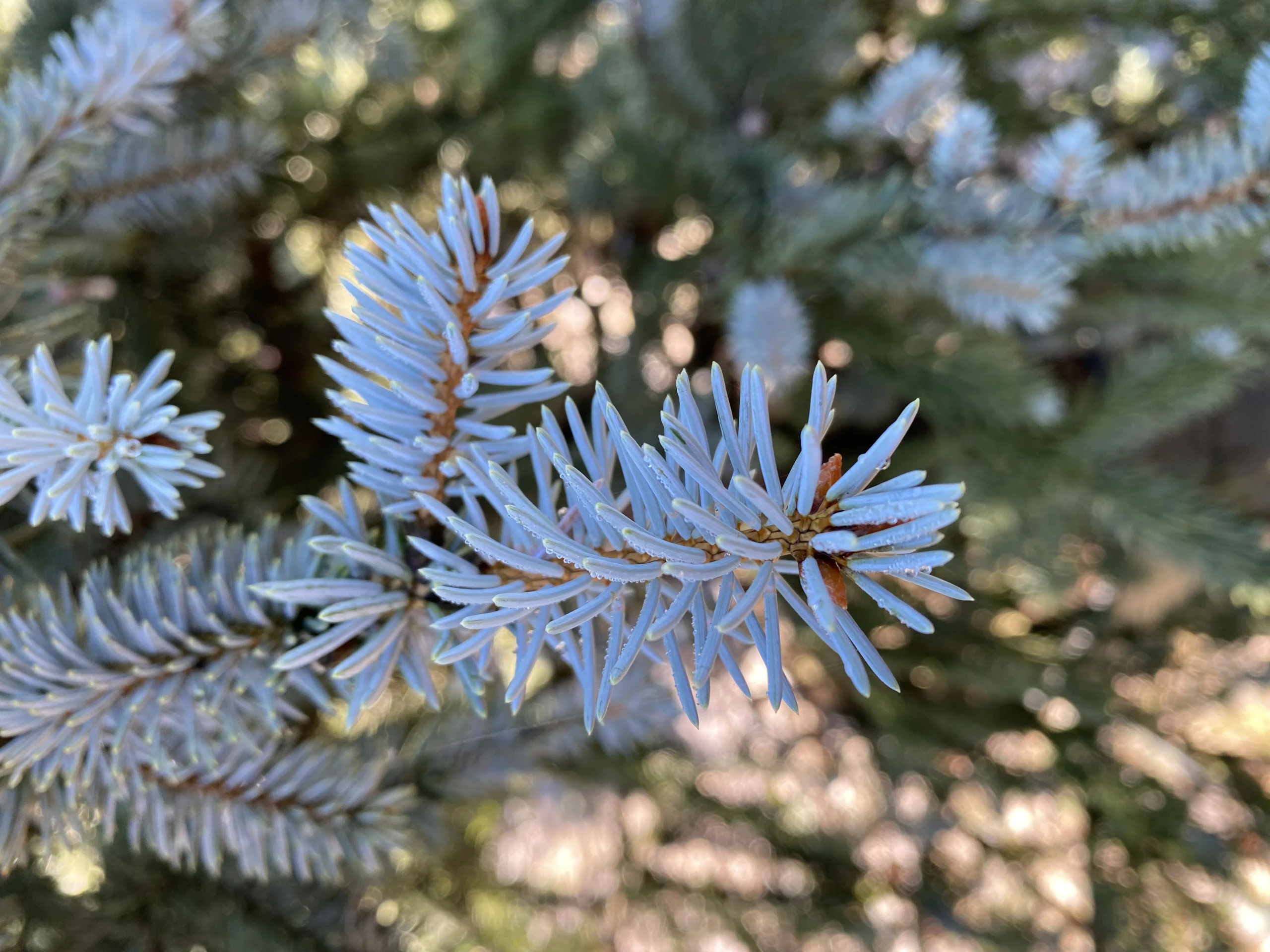 Picea pungens 'Oldenburg' (Świerk kłujący 'Oldenburg')