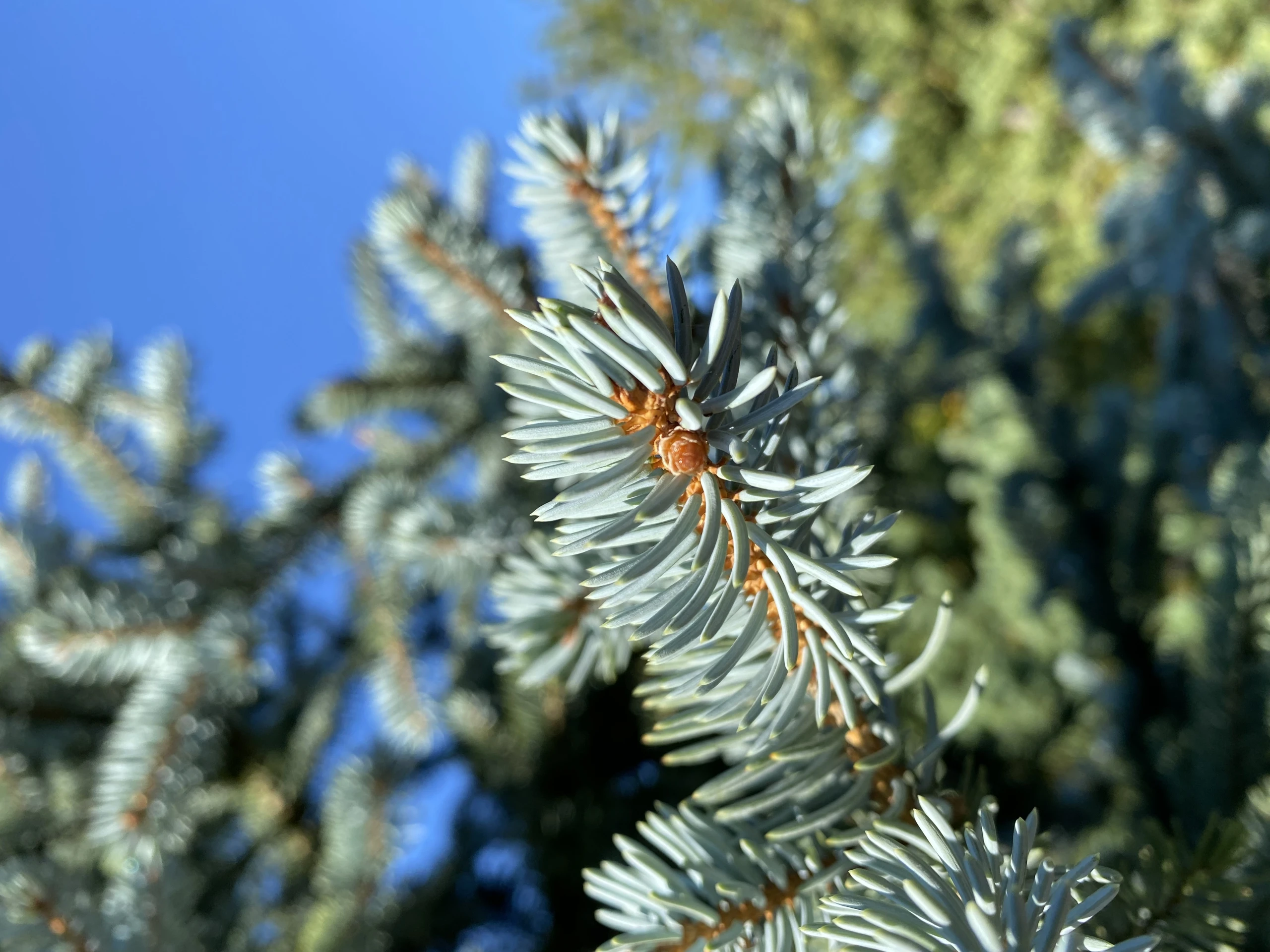 Picea pungens 'Oldenburg' (Świerk kłujący 'Oldenburg')