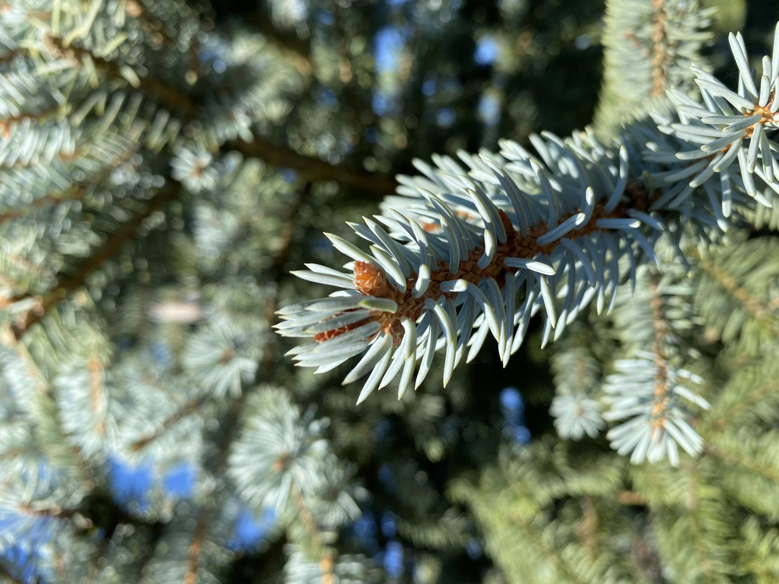 Picea pungens 'Oldenburg' (Świerk kłujący 'Oldenburg')