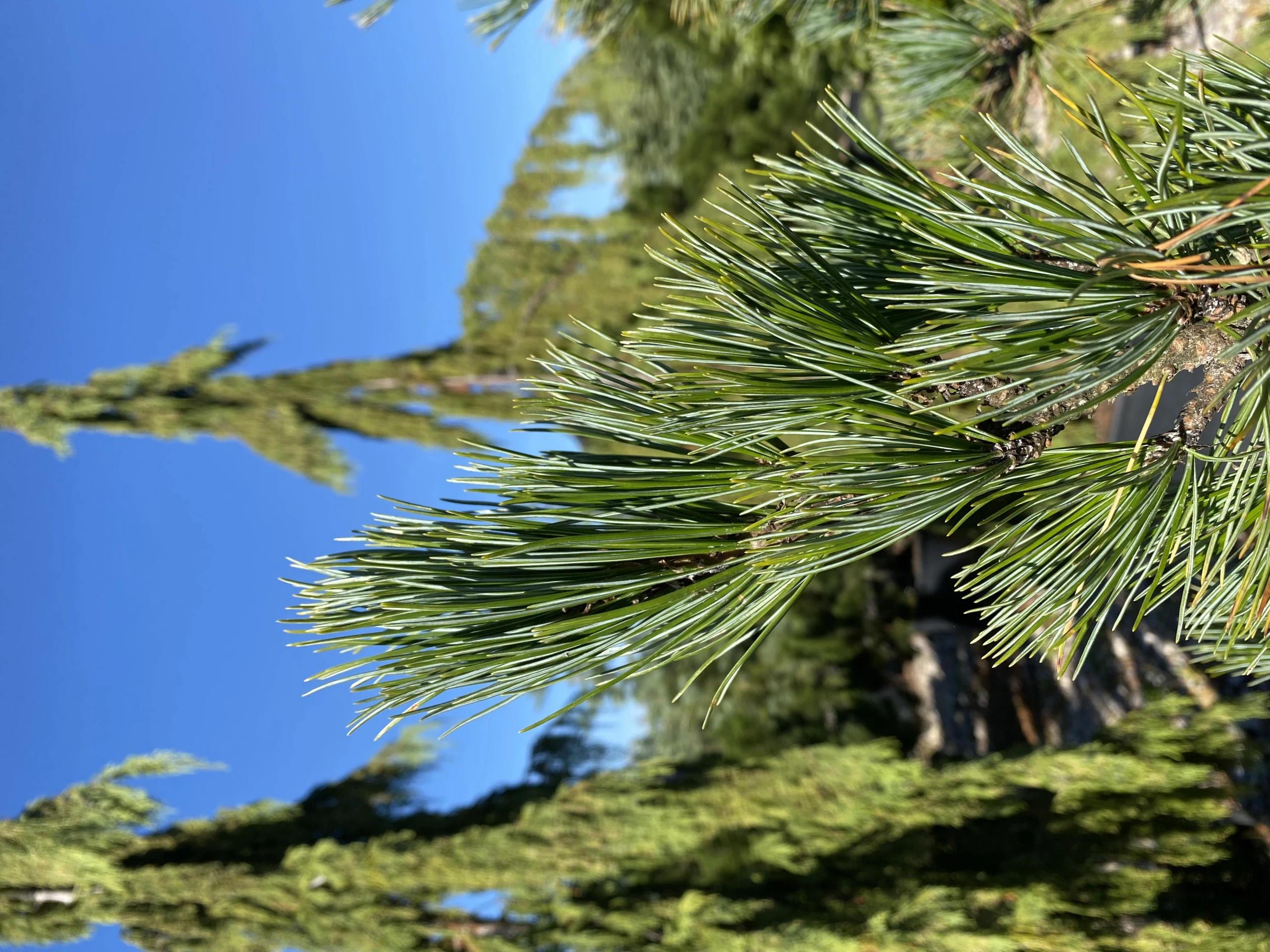 Pinus cembra 'Glauca' (Sosna limba 'Glauca')