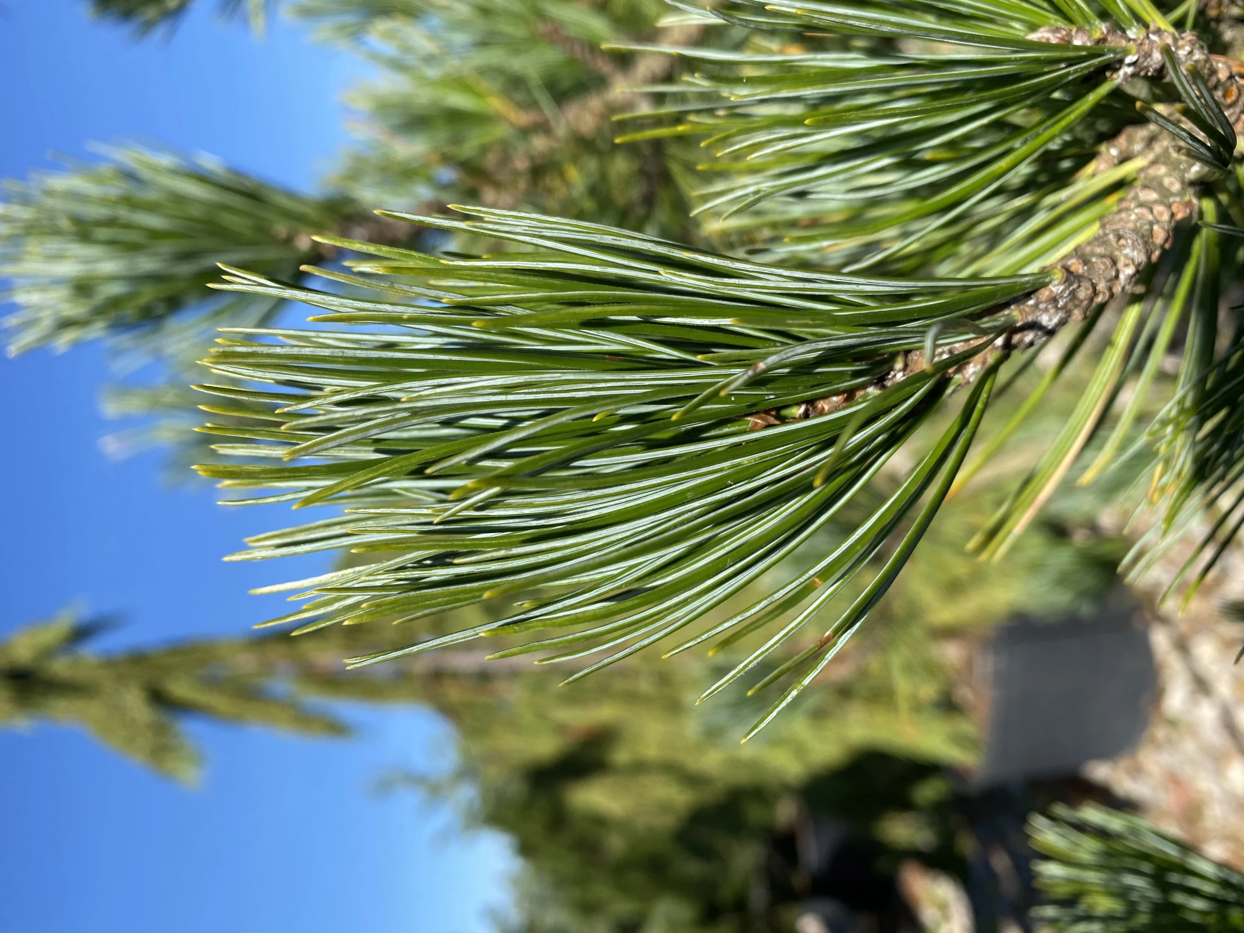 Pinus cembra 'Glauca' (Sosna limba 'Glauca')