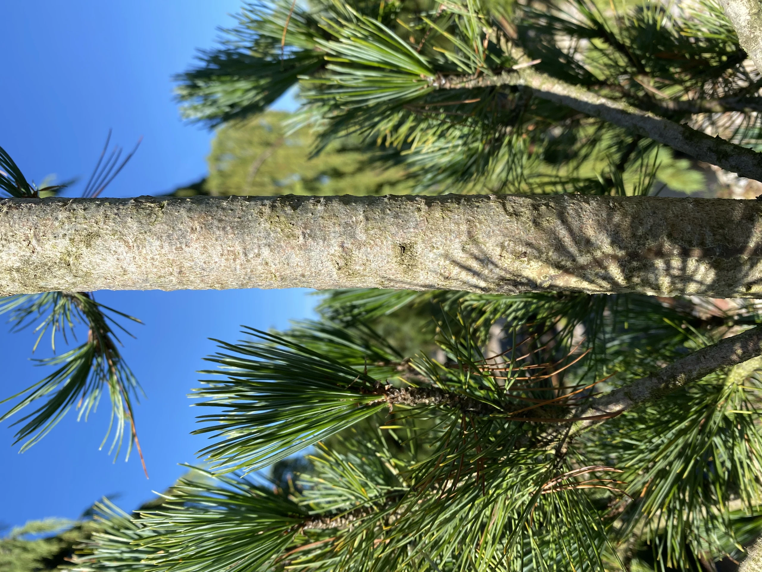 Pinus cembra 'Glauca' (Sosna limba 'Glauca')