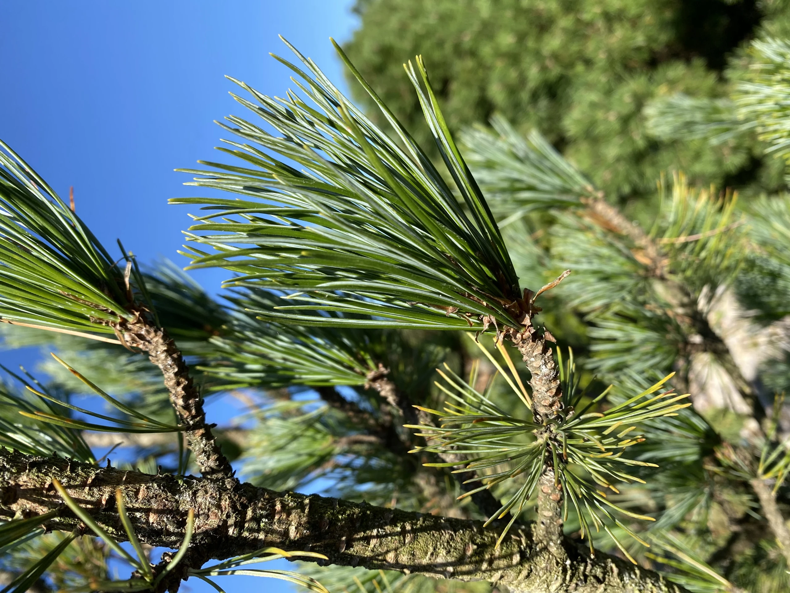 Pinus cembra 'Glauca' (Sosna limba 'Glauca')