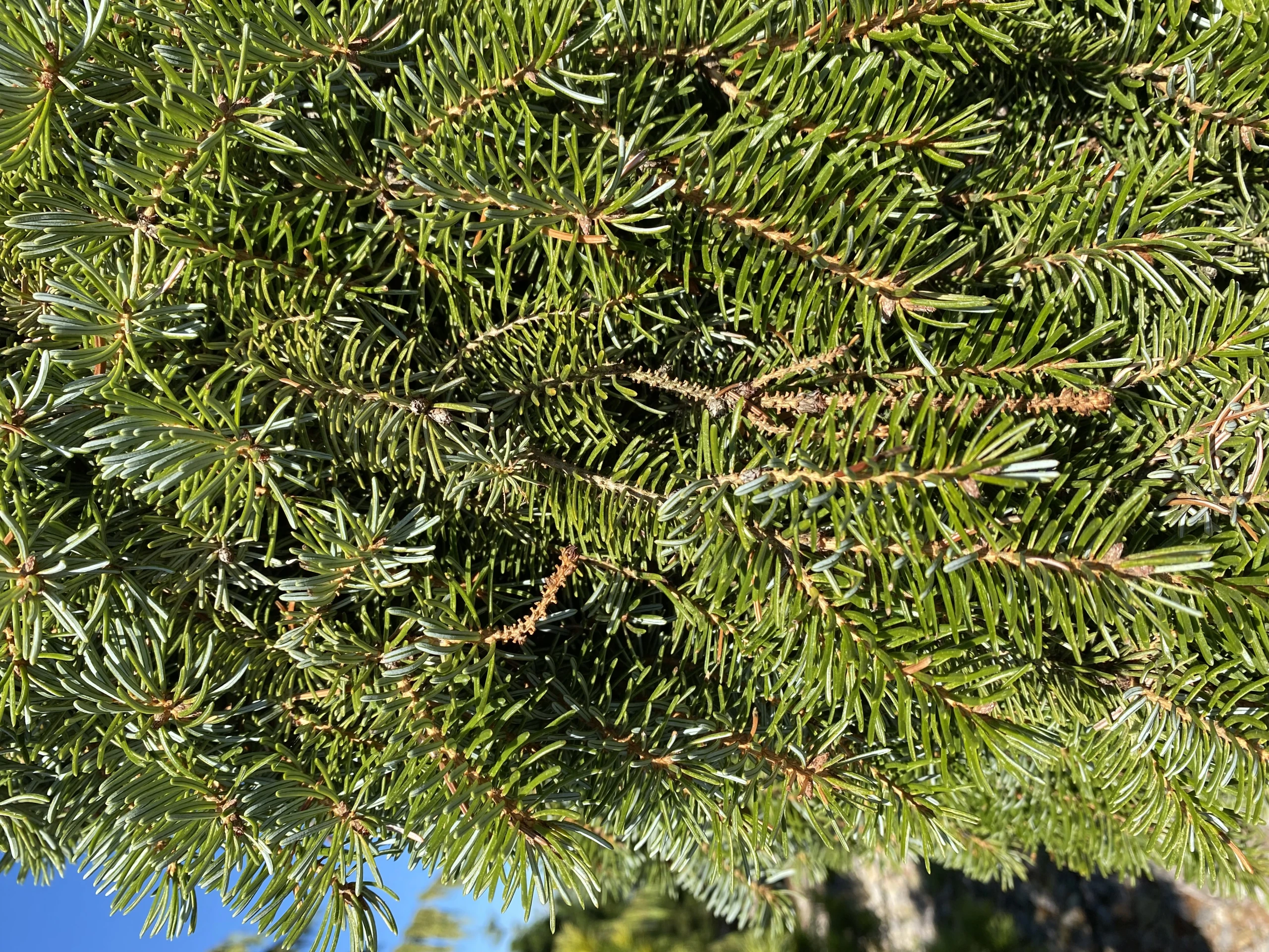 Picea omorika 'Bruns' (Świerk serbski 'Bruns')