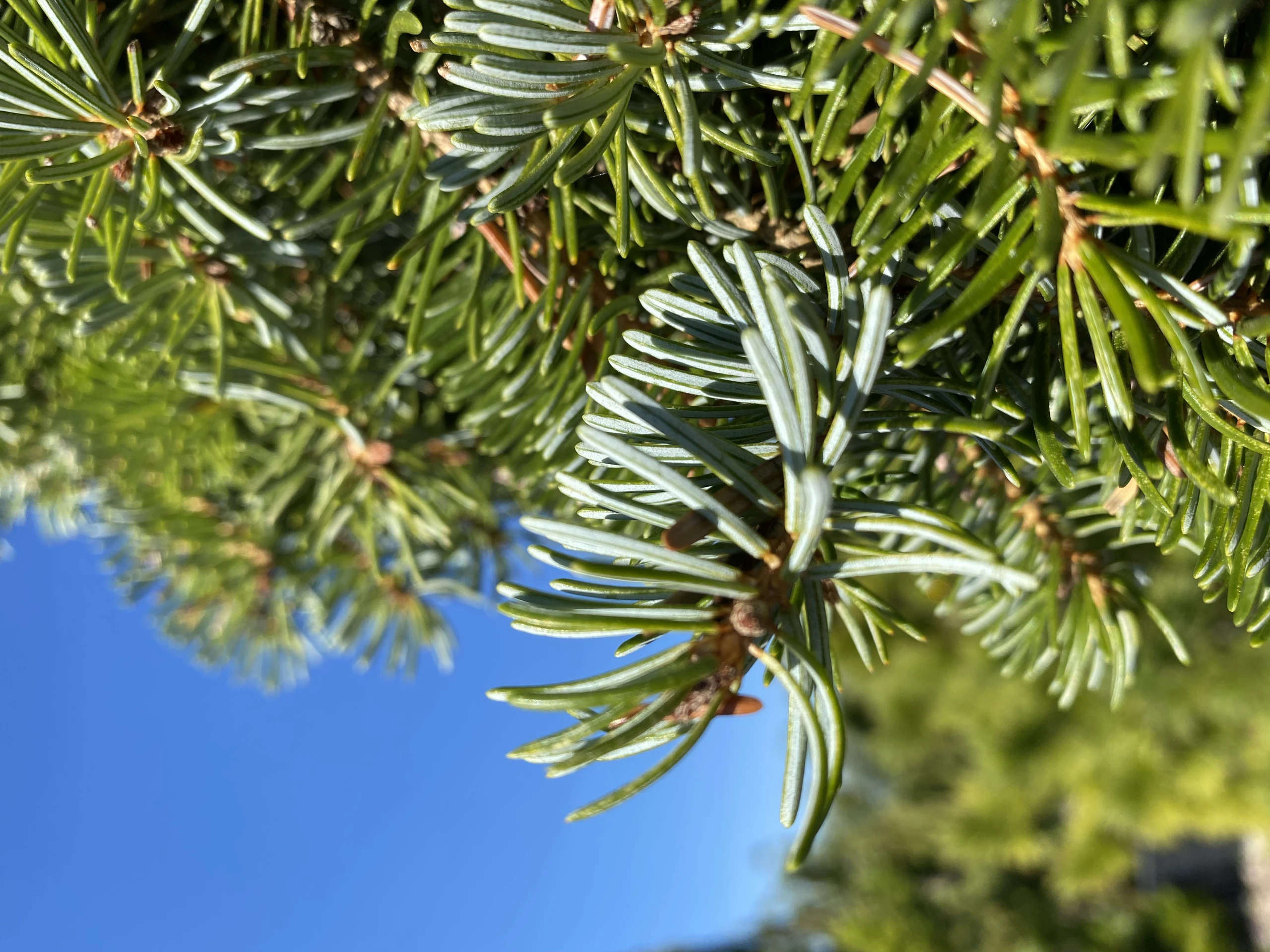 Picea omorika 'Bruns' (Świerk serbski 'Bruns')