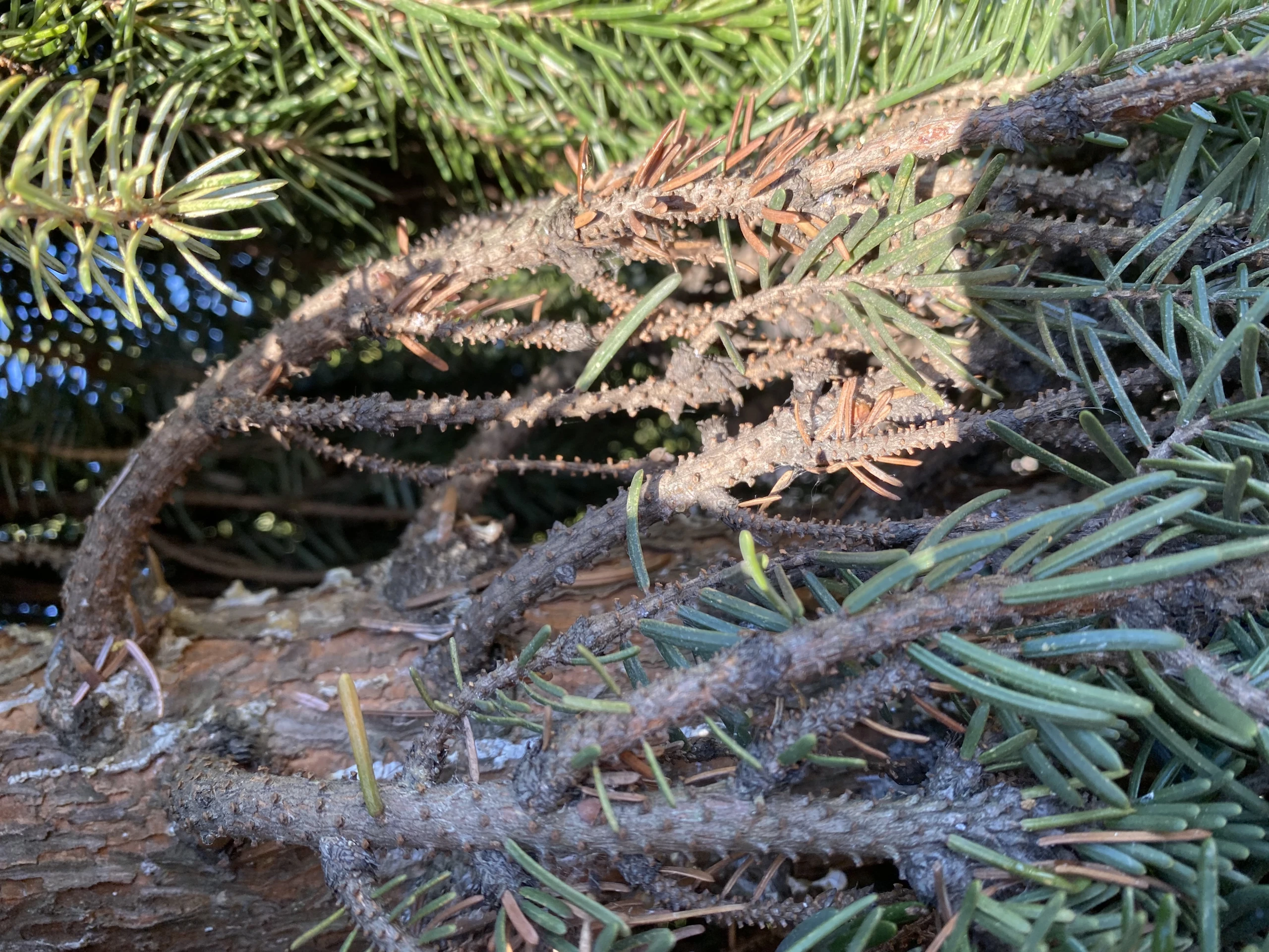 Picea omorika 'Bruns' (Świerk serbski 'Bruns')