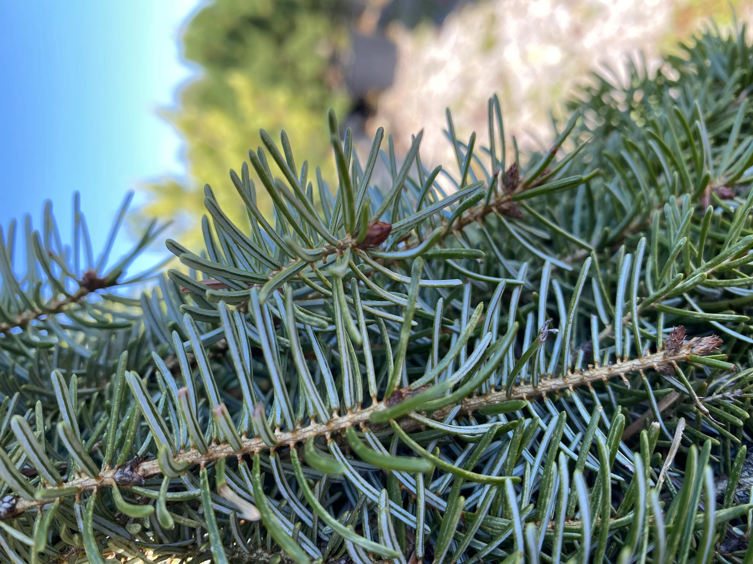 Picea omorika 'Bruns' (Świerk serbski 'Bruns')