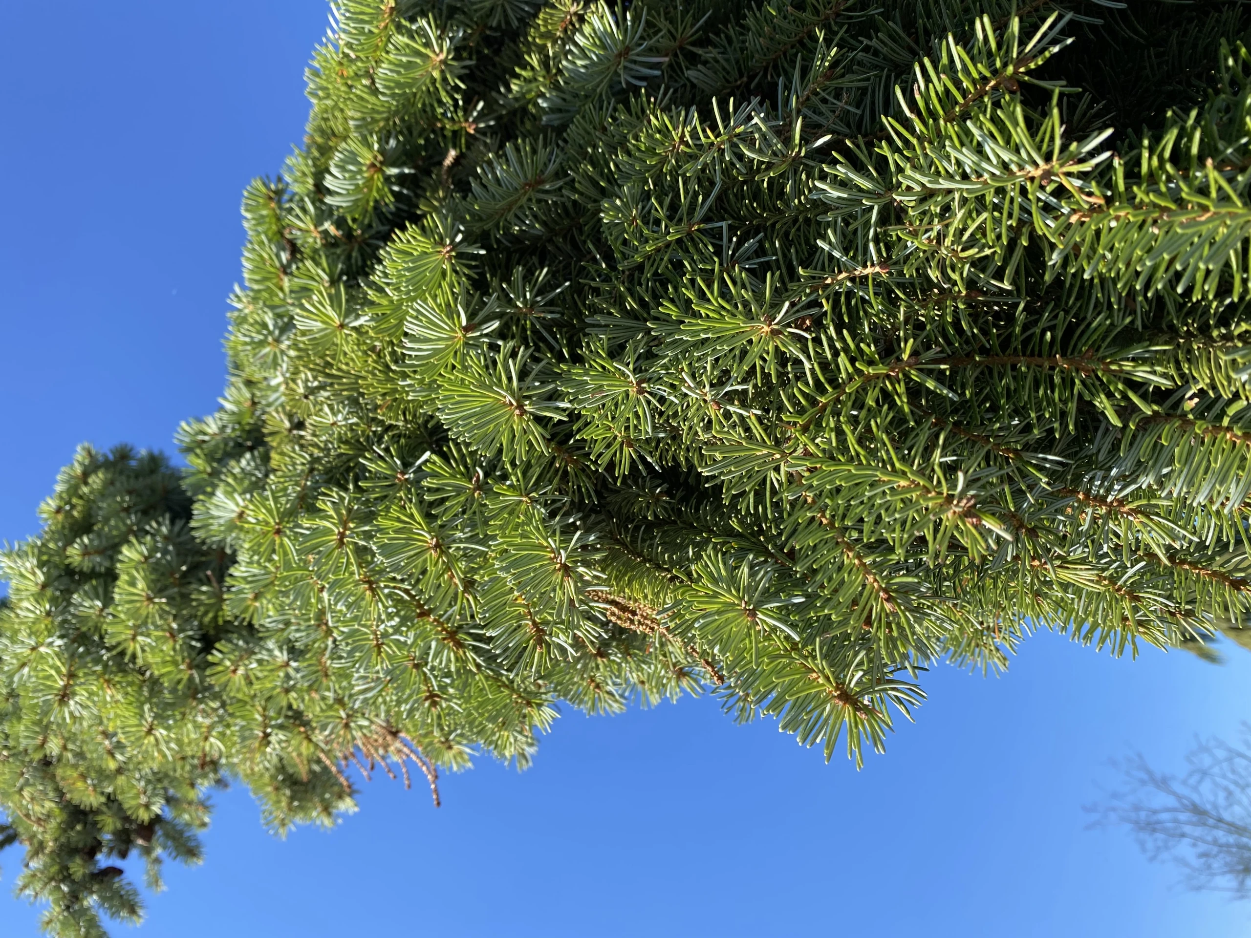 Picea omorika 'Bruns' (Świerk serbski 'Bruns')