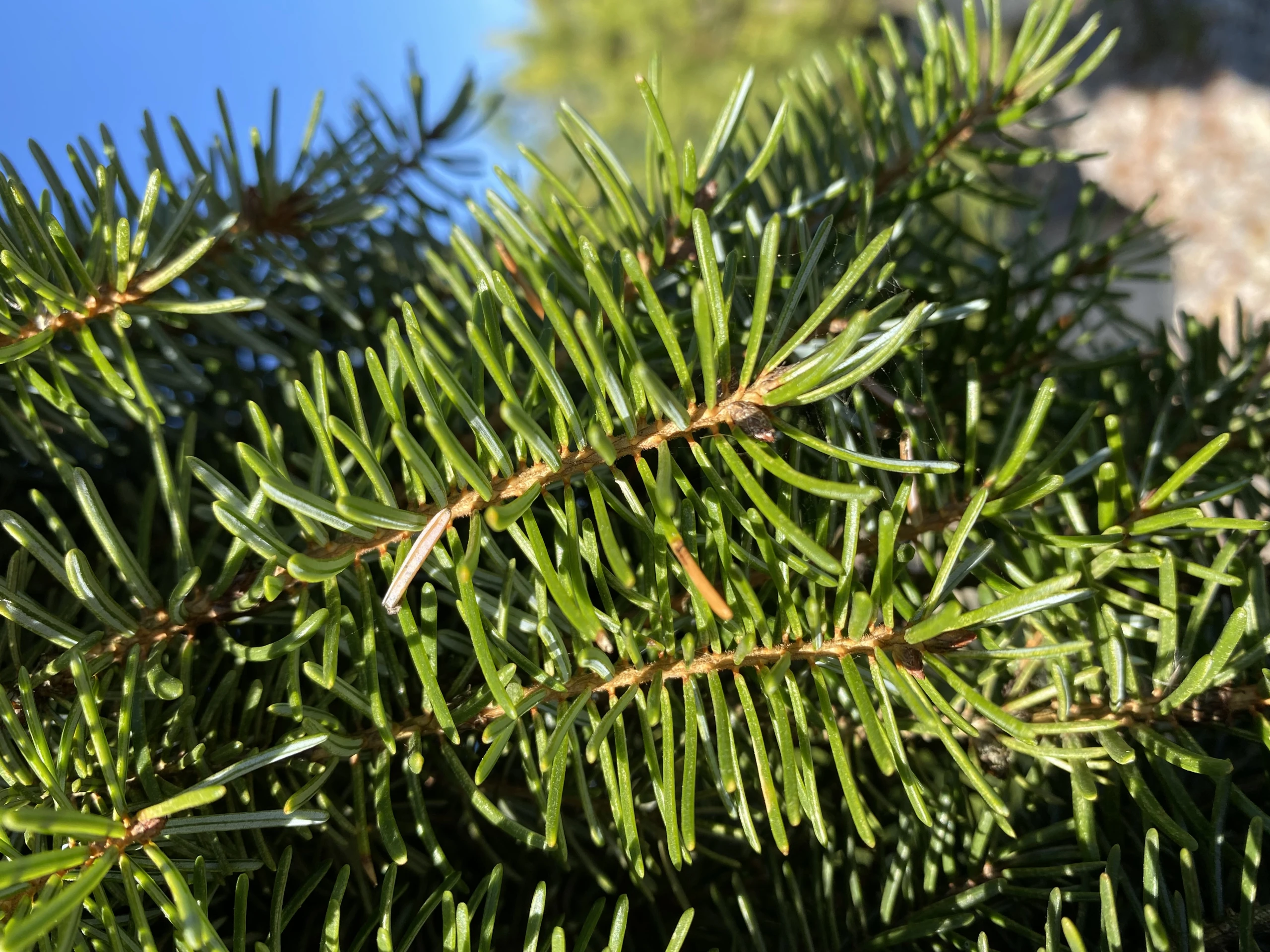 Picea omorika 'Bruns' (Świerk serbski 'Bruns')