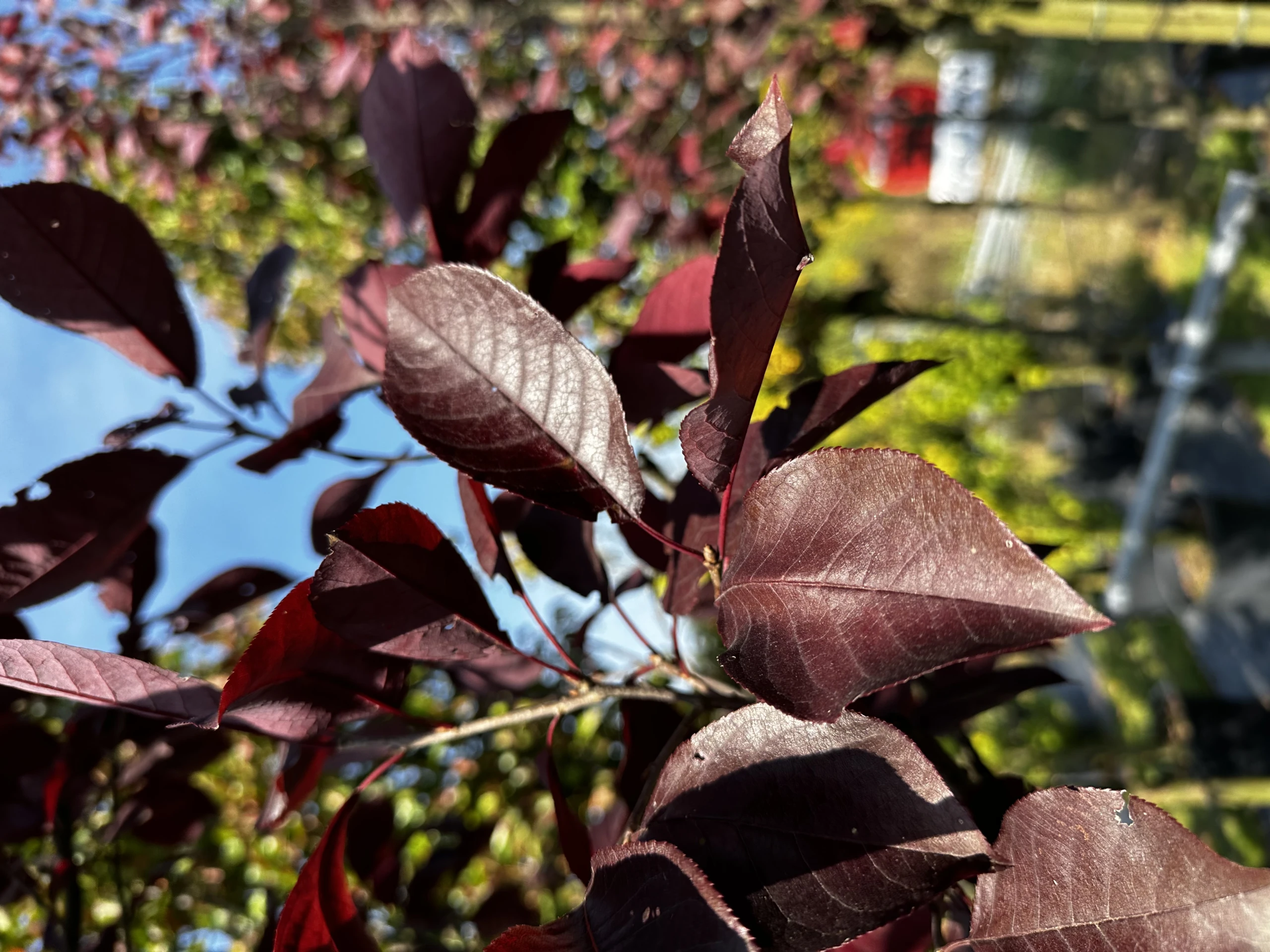 Prunus padus 'Novosibirsk' (Czeremcha pospolita 'Nowosibirsk')