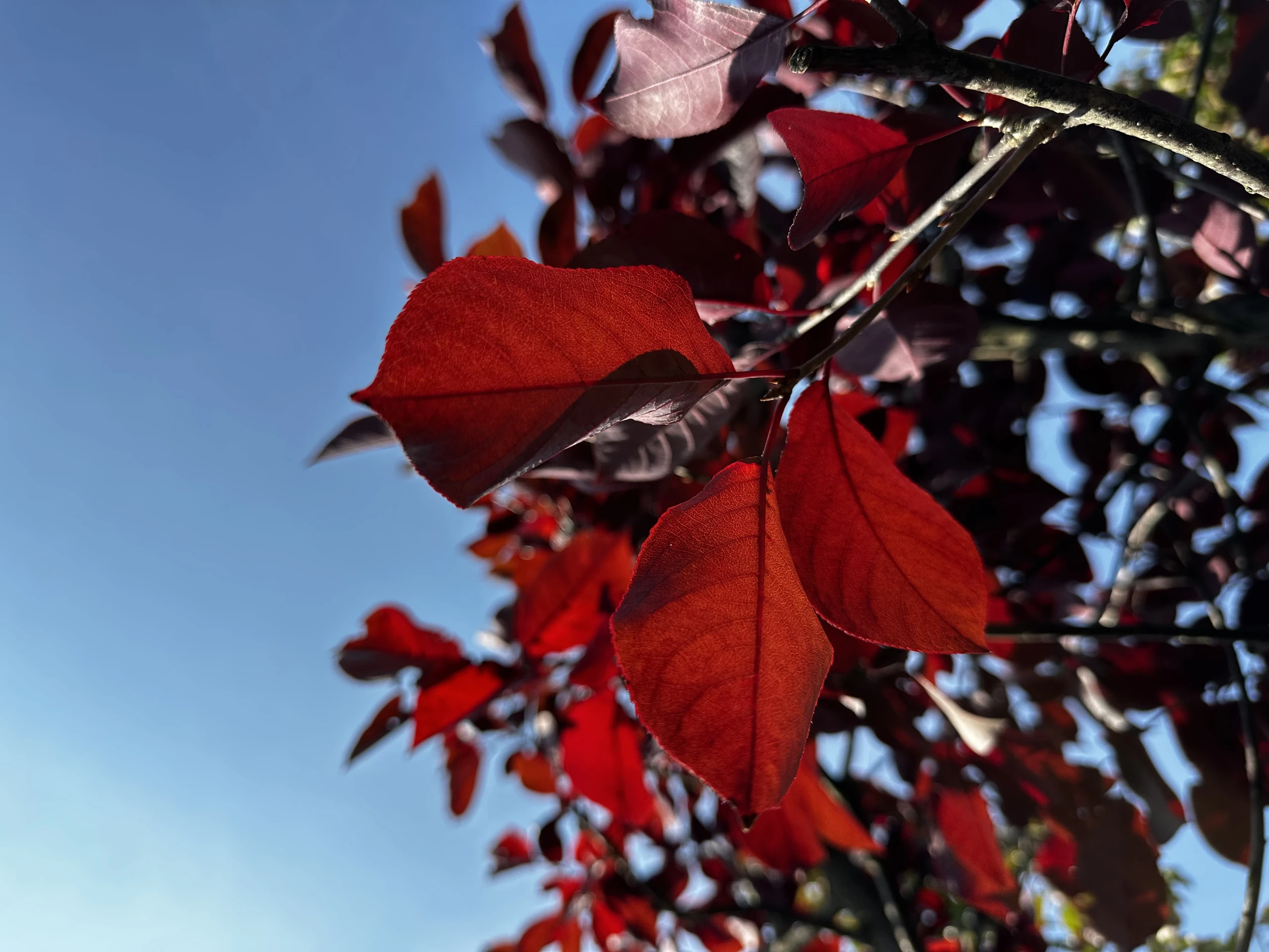 Prunus padus 'Novosibirsk' (Czeremcha pospolita 'Nowosibirsk')