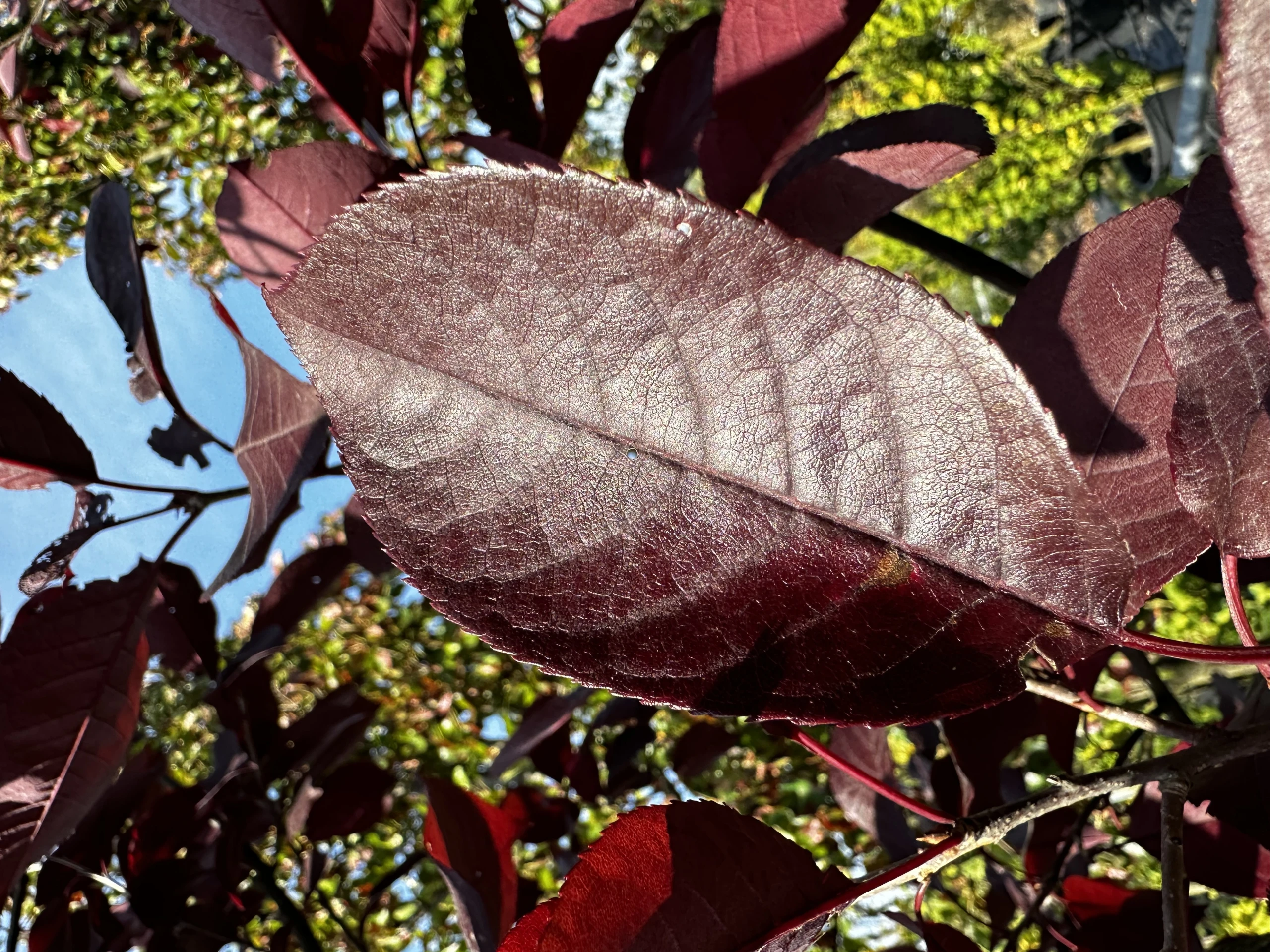 Prunus padus 'Novosibirsk' (Czeremcha pospolita 'Nowosibirsk')