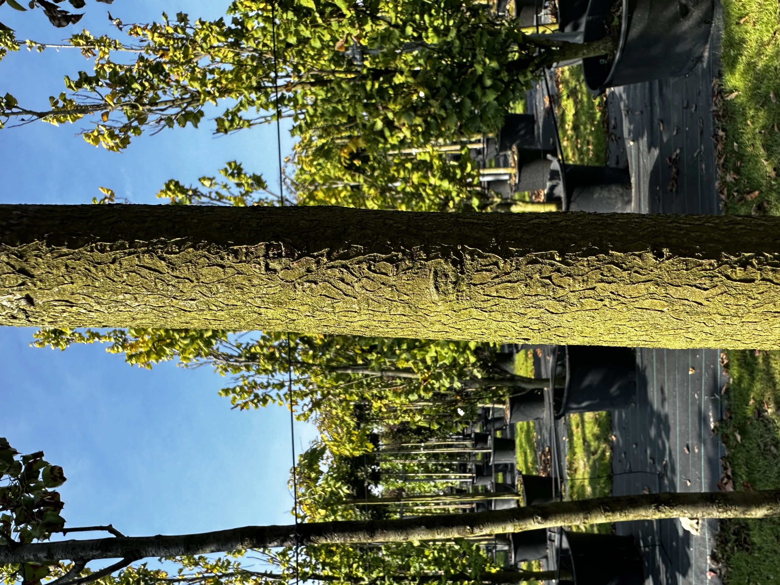 Prunus padus 'Novosibirsk' (Czeremcha pospolita 'Nowosibirsk')