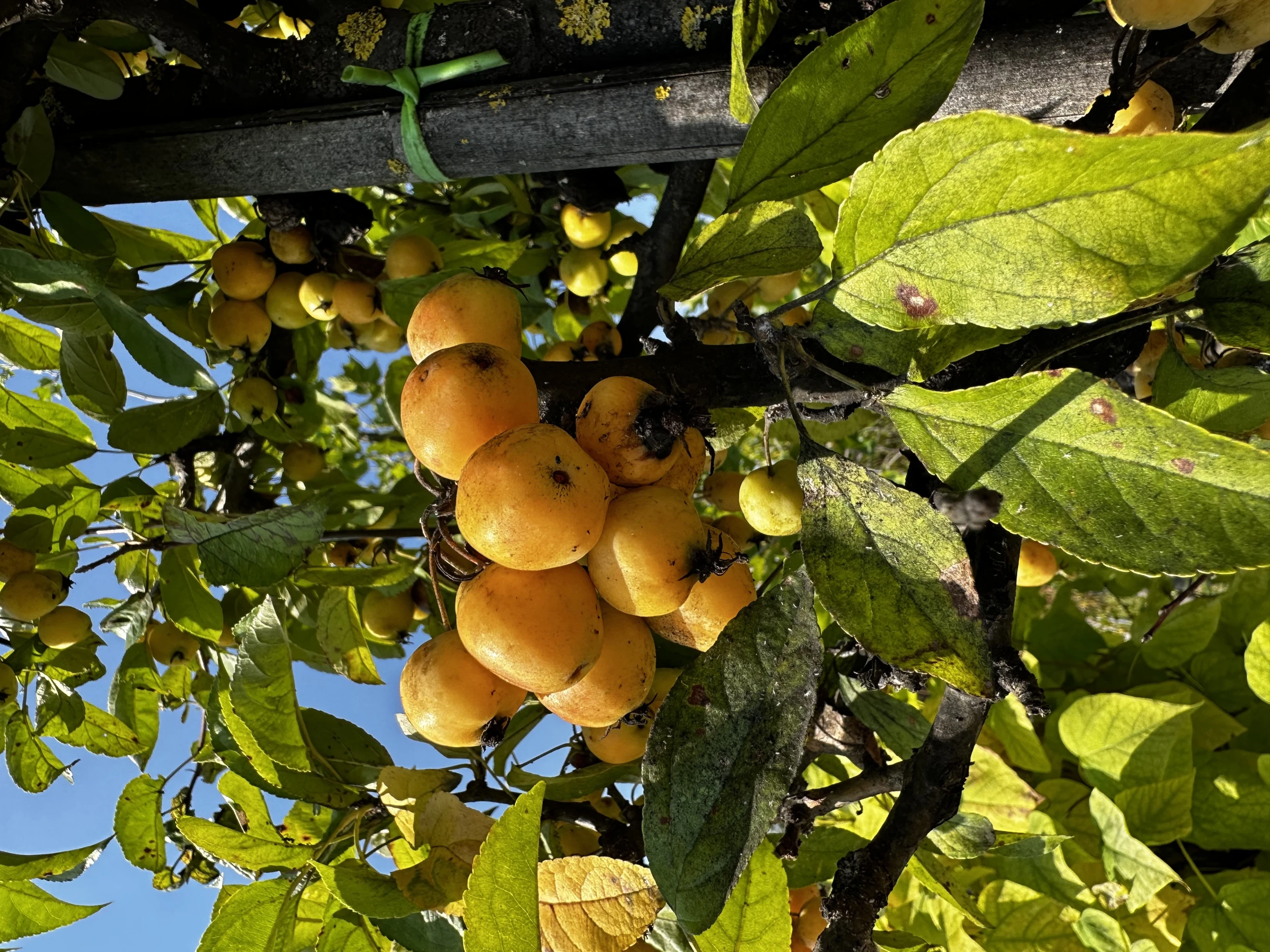 Malus 'Golden Hornet' (Jabłoń 'Golden Hornet')