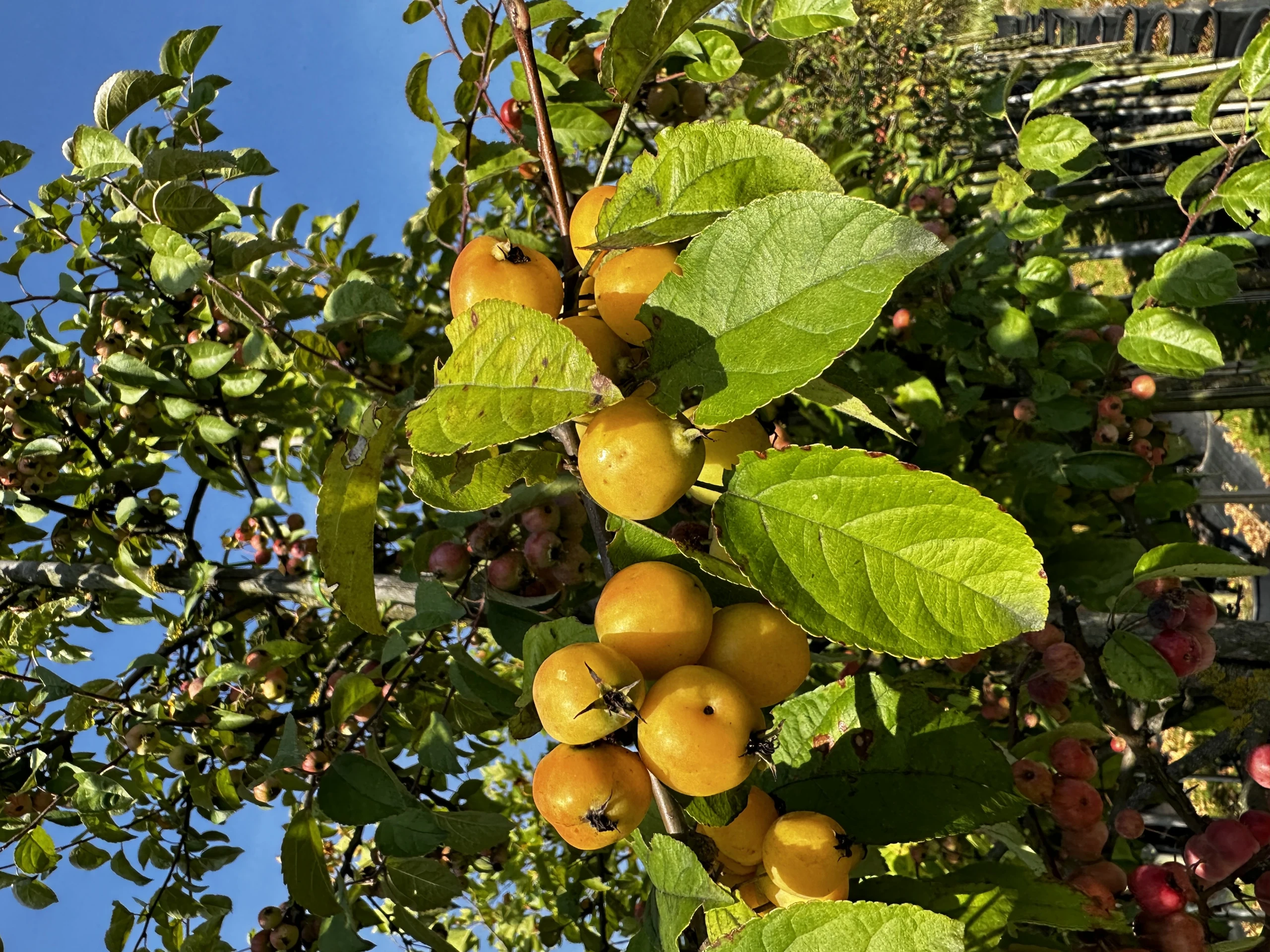 Malus 'Golden Hornet' (Jabłoń 'Golden Hornet')