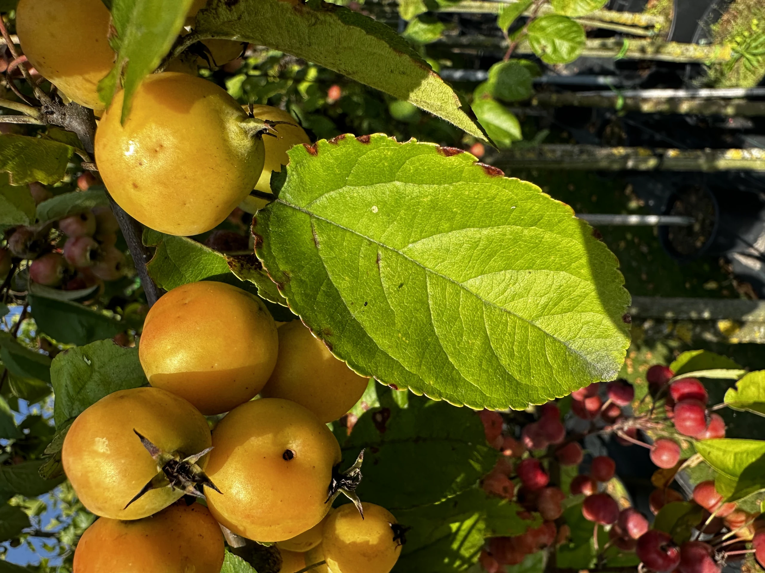 Malus 'Golden Hornet' (Jabłoń 'Golden Hornet')