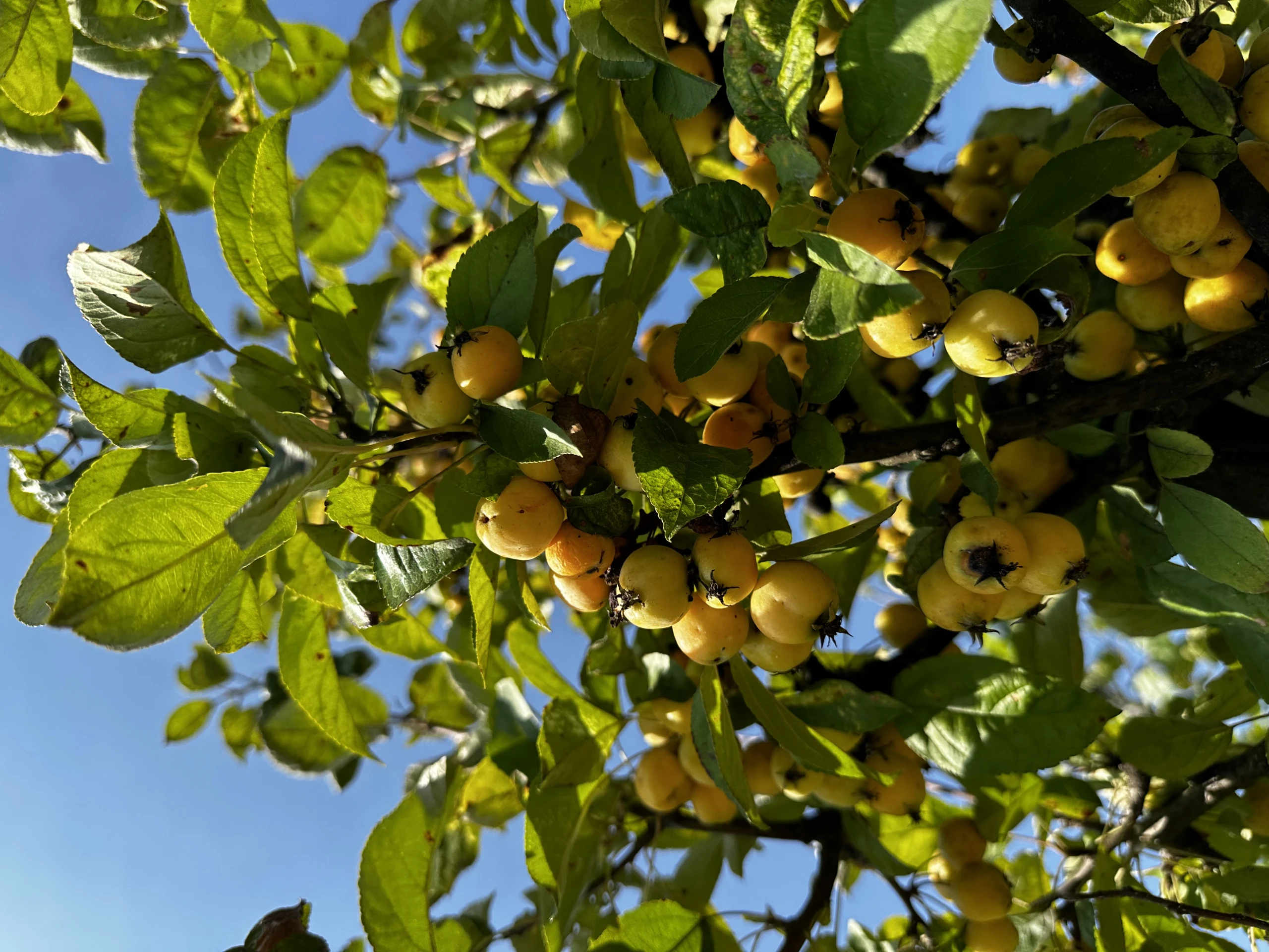 Malus 'Golden Hornet' (Jabłoń 'Golden Hornet')