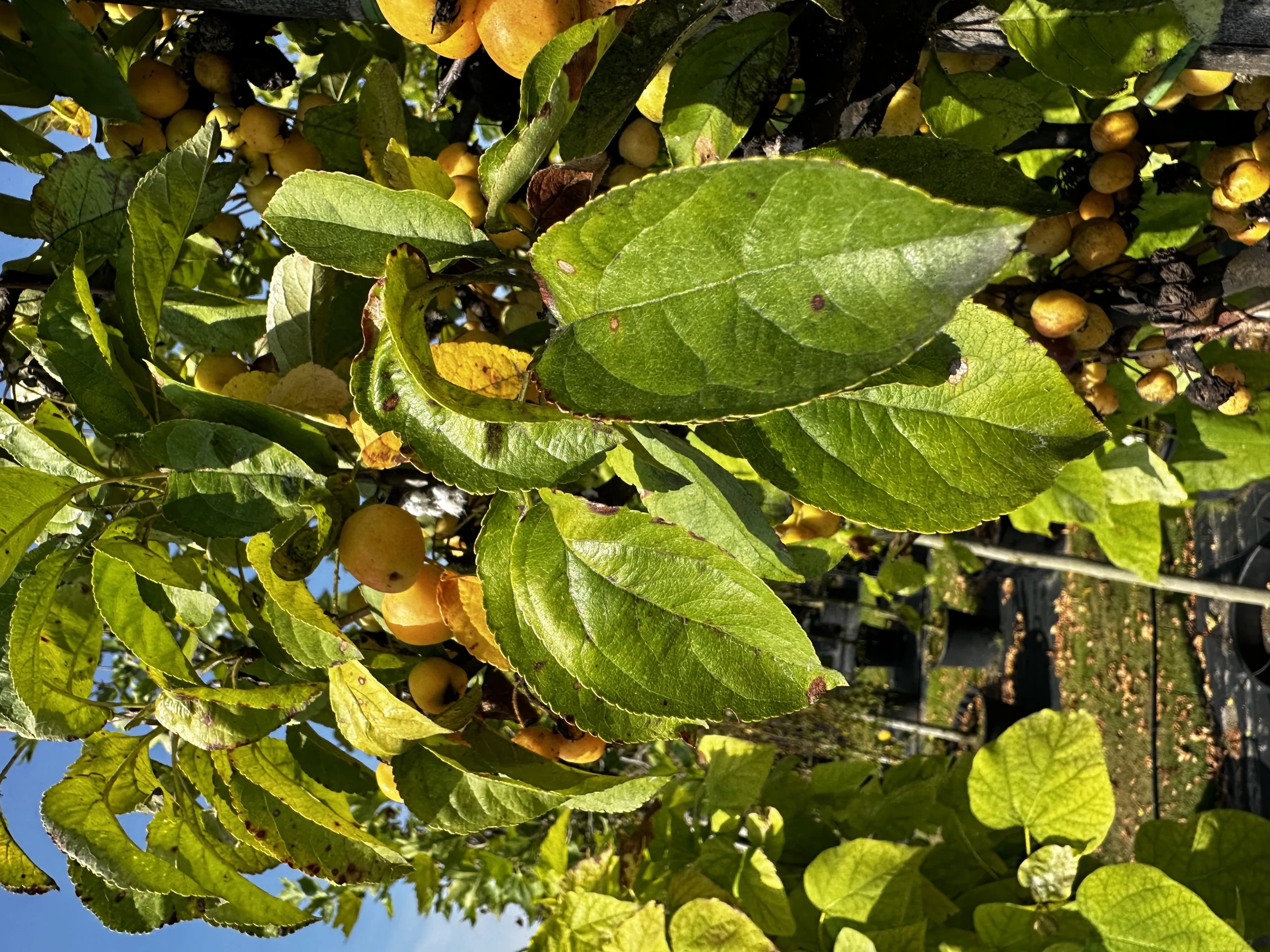 Malus 'Golden Hornet' (Jabłoń 'Golden Hornet')