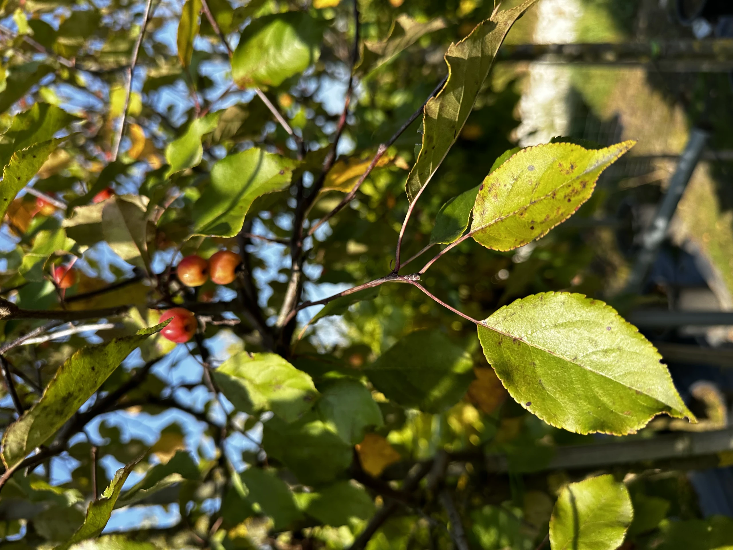 Malus 'Ola' ( Jabłoń 'Ola' )