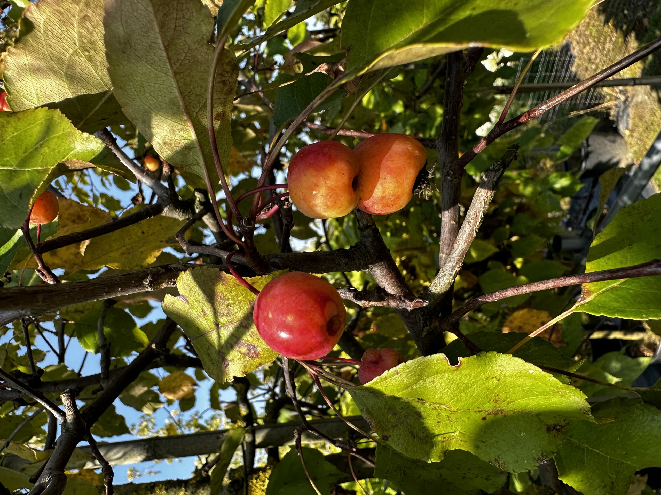 Malus 'Ola' ( Jabłoń 'Ola' )
