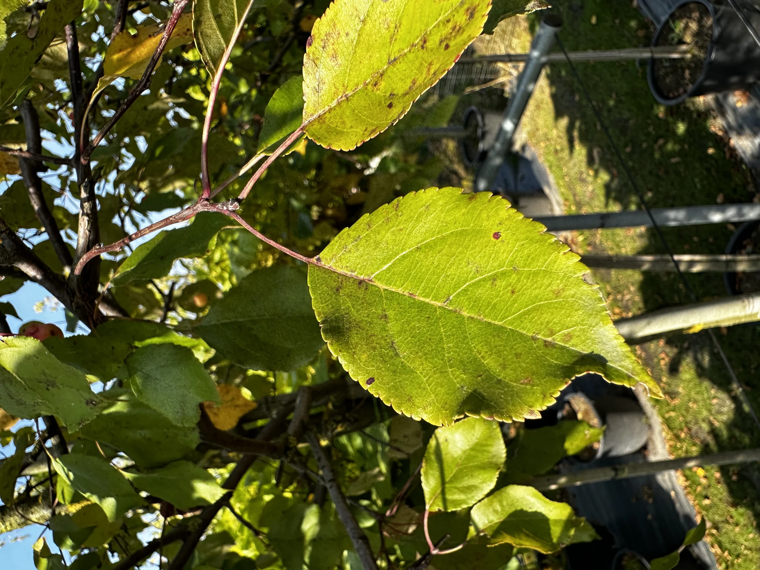 Malus 'Ola' ( Jabłoń 'Ola' )