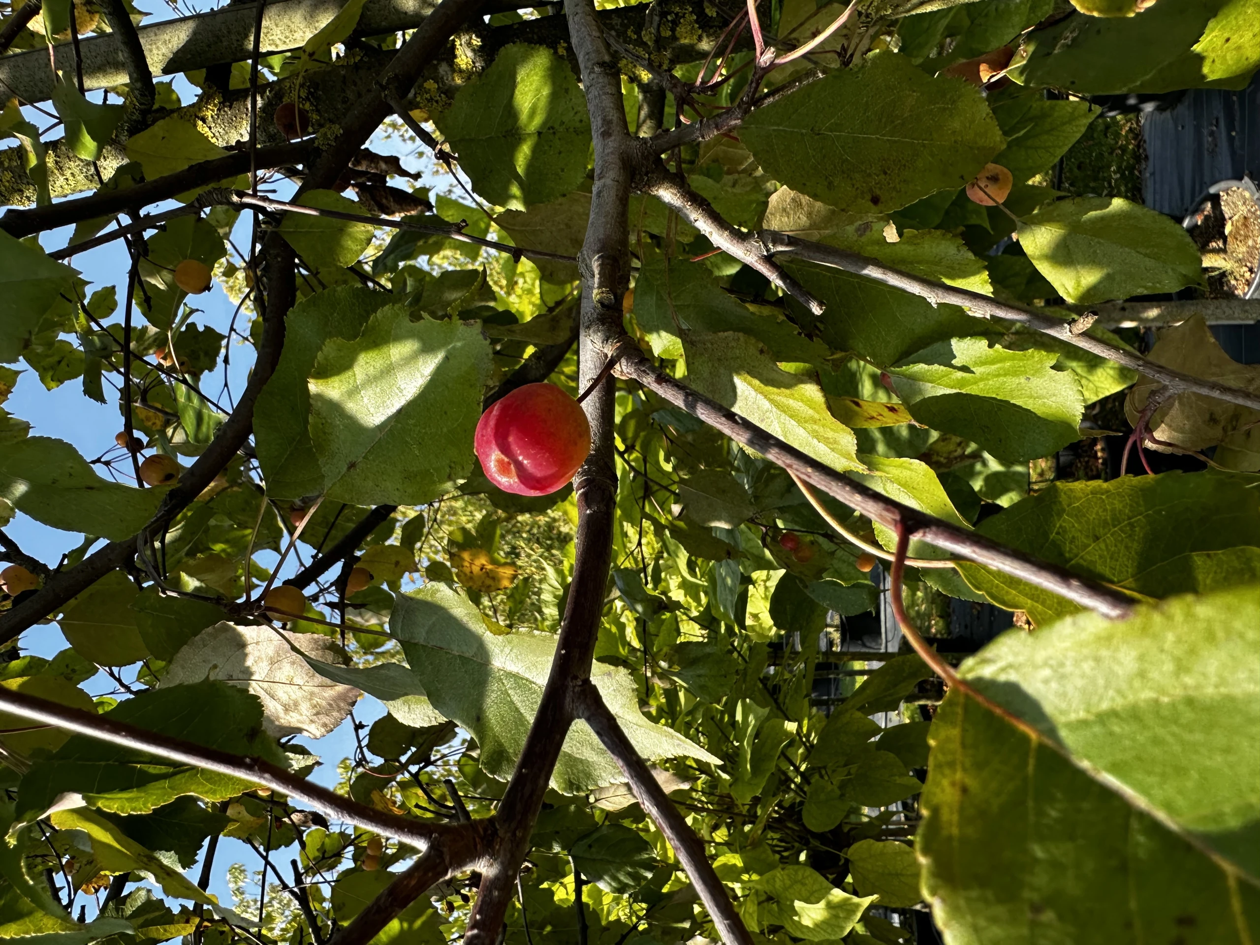 Malus 'Ola' ( Jabłoń 'Ola' )
