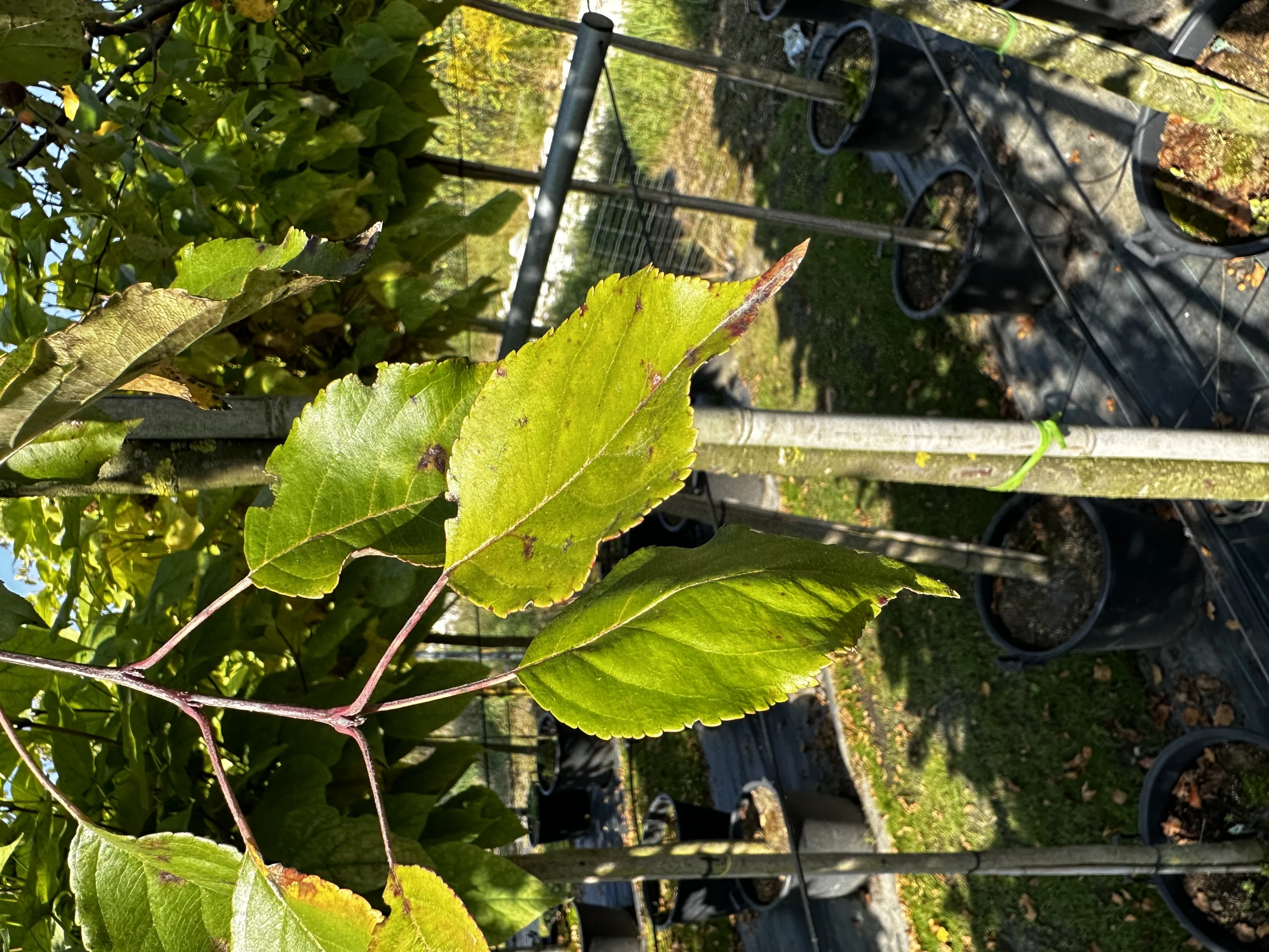 Malus 'Ola' ( Jabłoń 'Ola' )