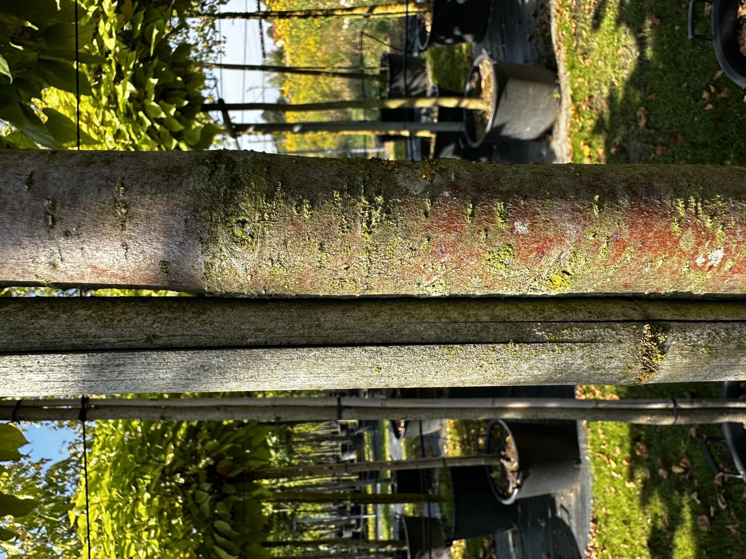 Malus 'Ola' ( Jabłoń 'Ola' )