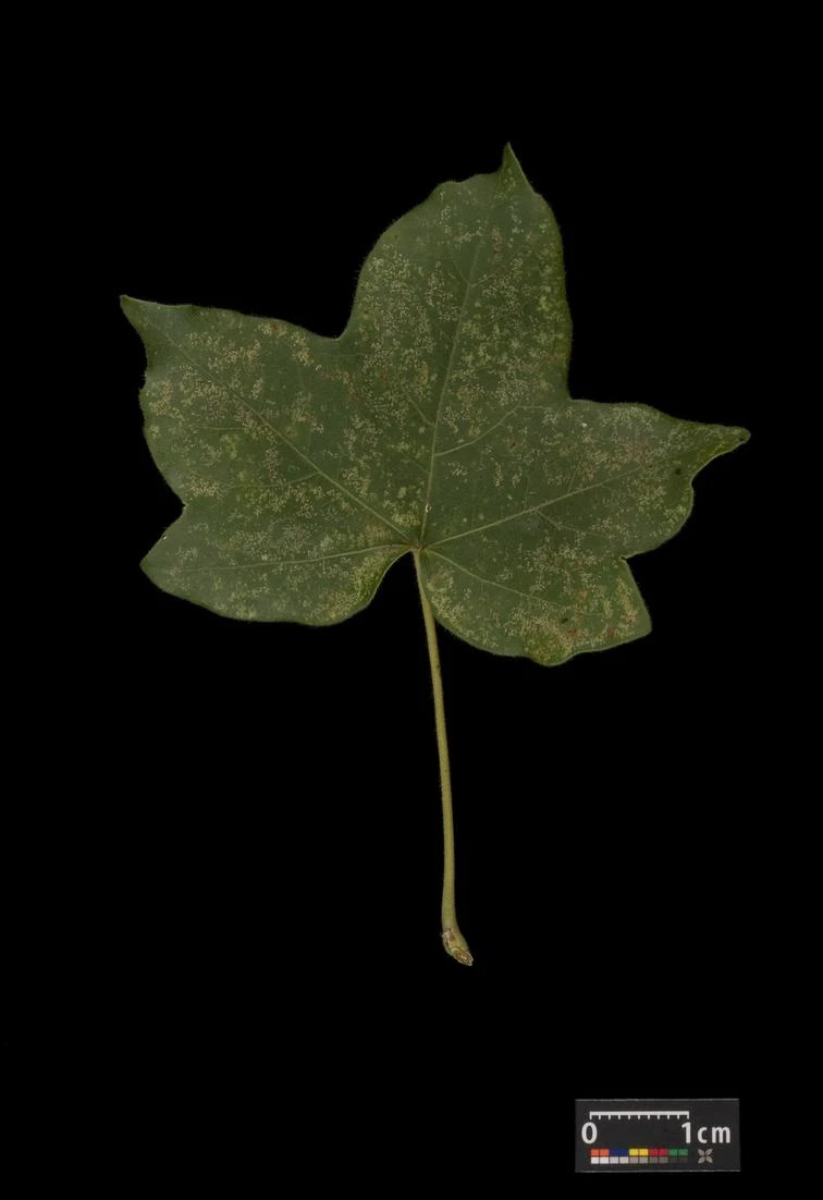 Acer campestre 'Nanum' (Klon polny 'Nanum')