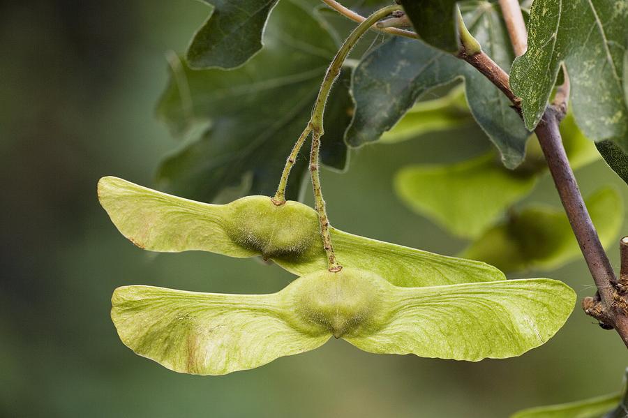Acer campestre 'Nanum' (Klon polny 'Nanum')