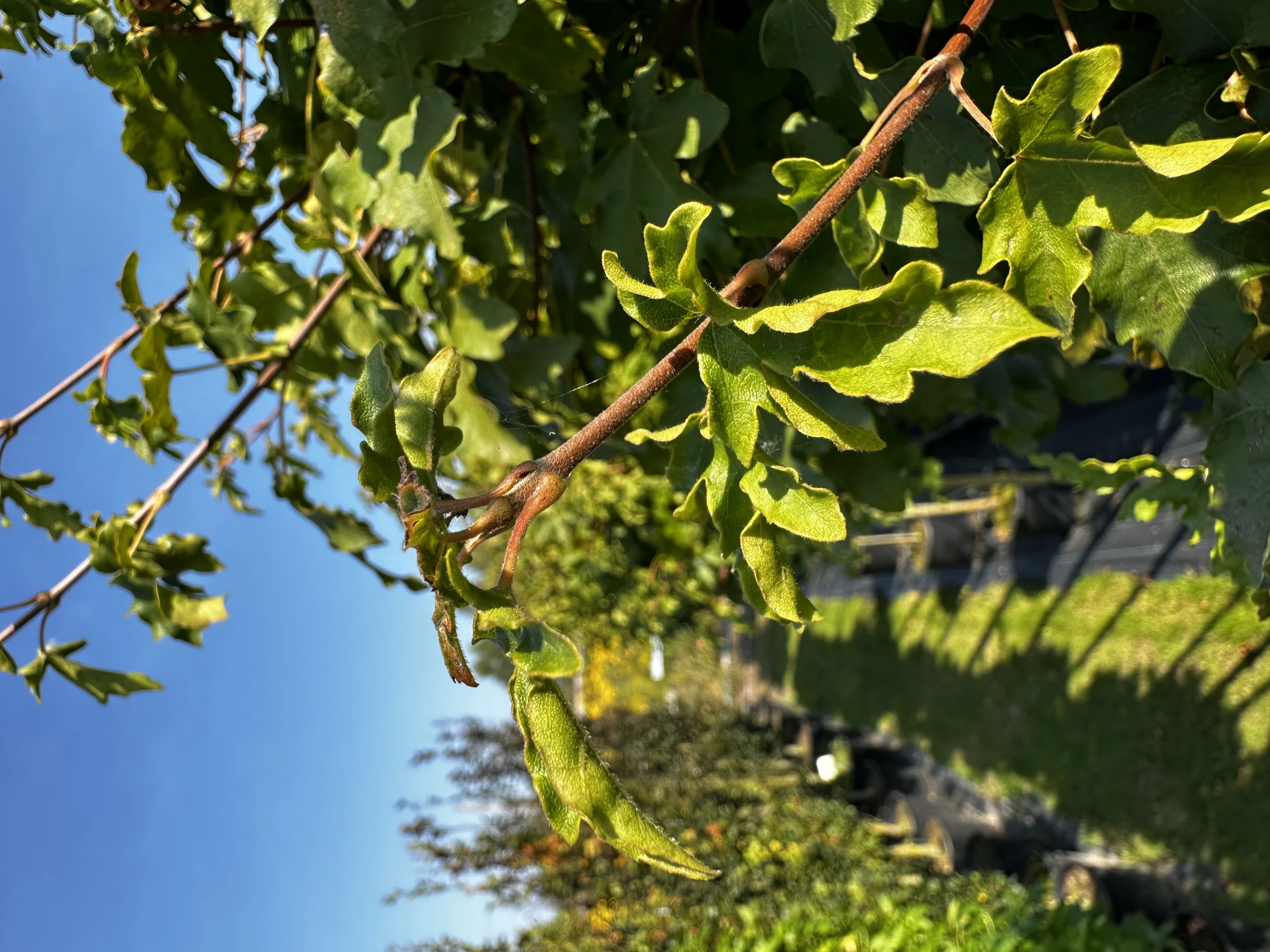 Acer campestre 'Nanum' (Klon polny 'Nanum')